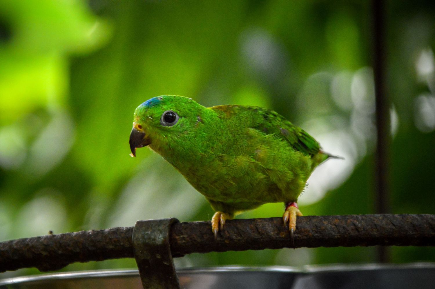 Bright green parrot perched on dark branch in natural forest setting.