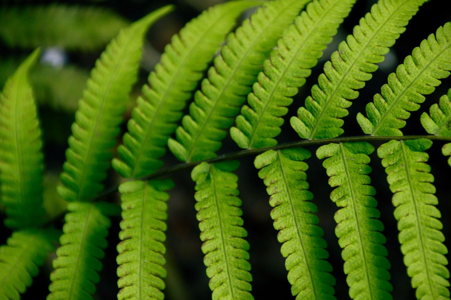 Close-up of bright green fern fronds creating a natural pattern.