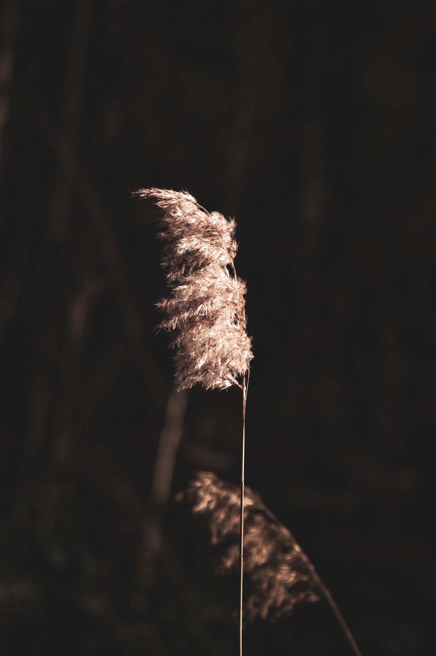 Single reed grass silhouette backlit against dark background.