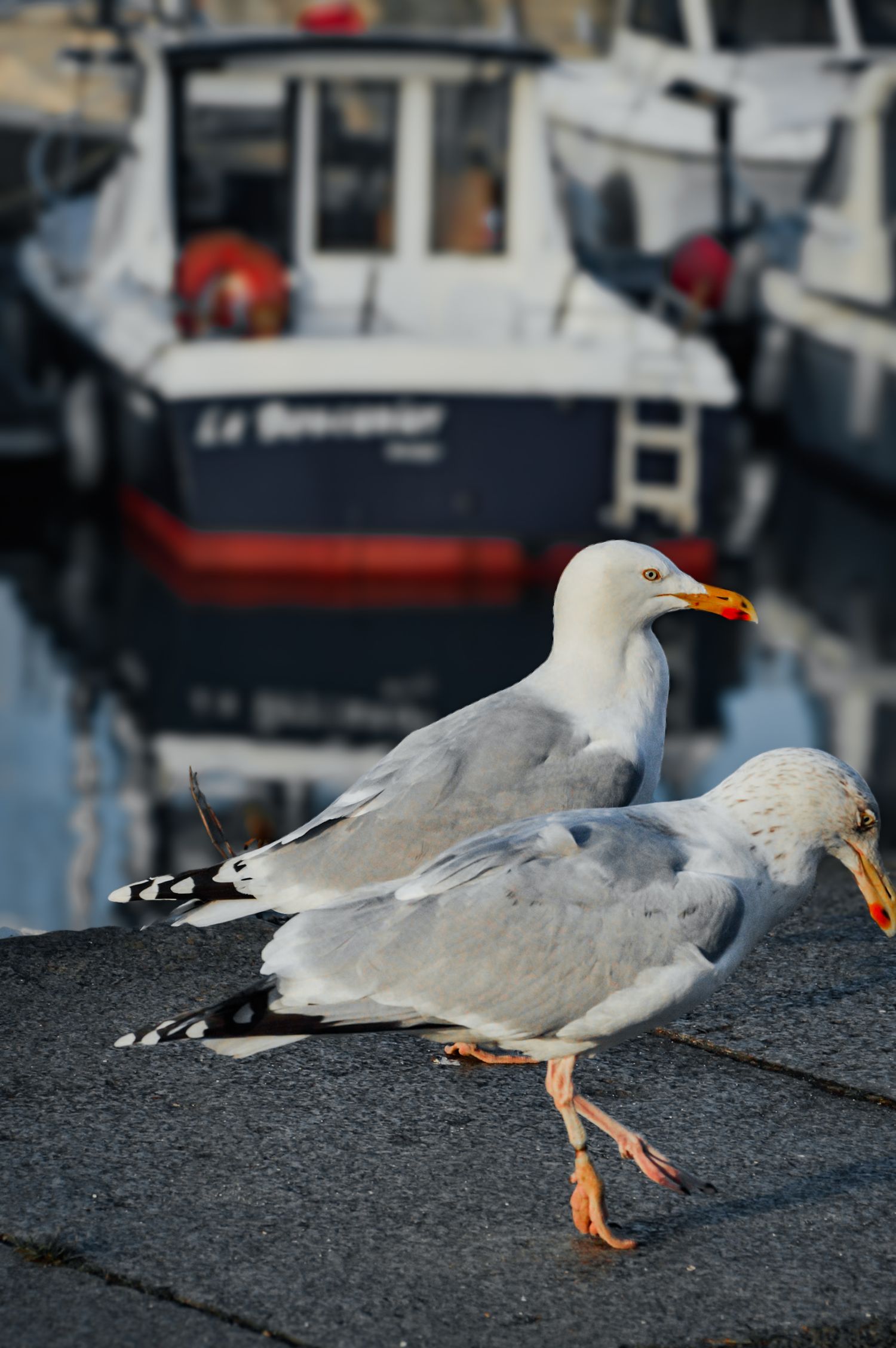Seagulls resting on dark surface near marina with boats in background.