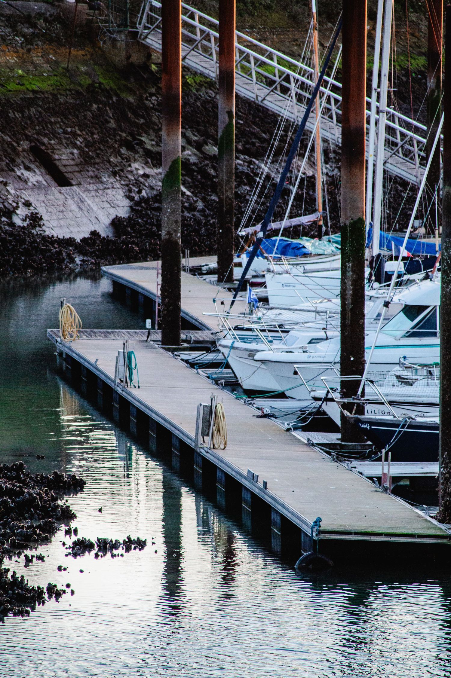 Boats docked at a marina with reflections in calm water while a dog walks along the wooden pier.