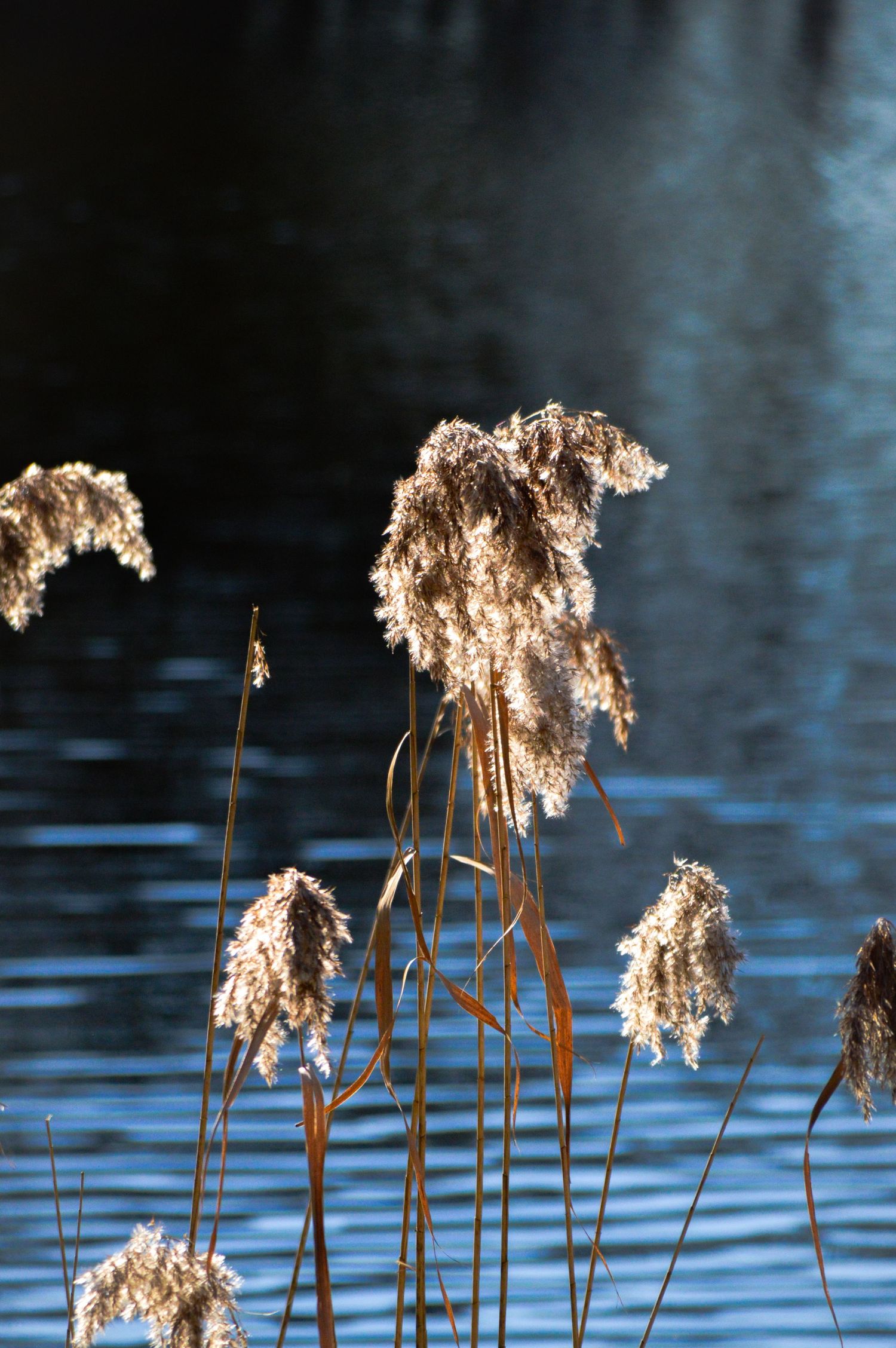 Dried cattail reeds standing against rippling blue water in winter.