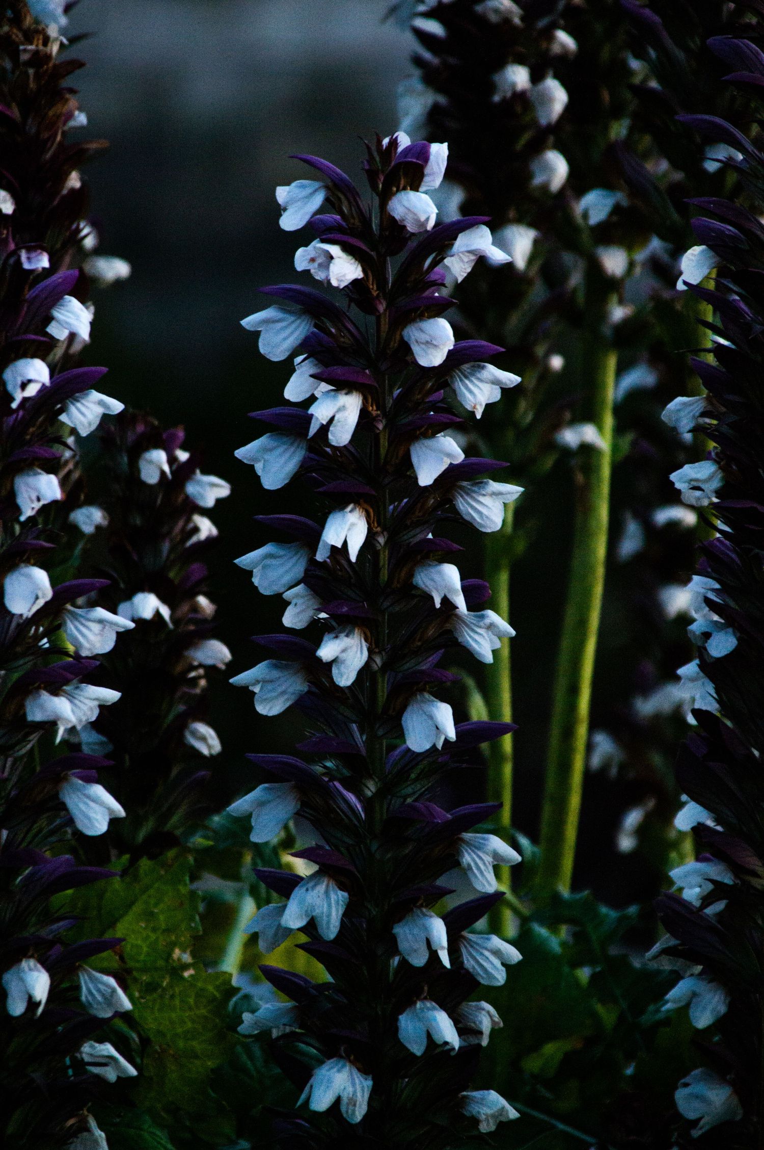 Close-up of tall purple and white salvia flower spikes blooming against a dark background.