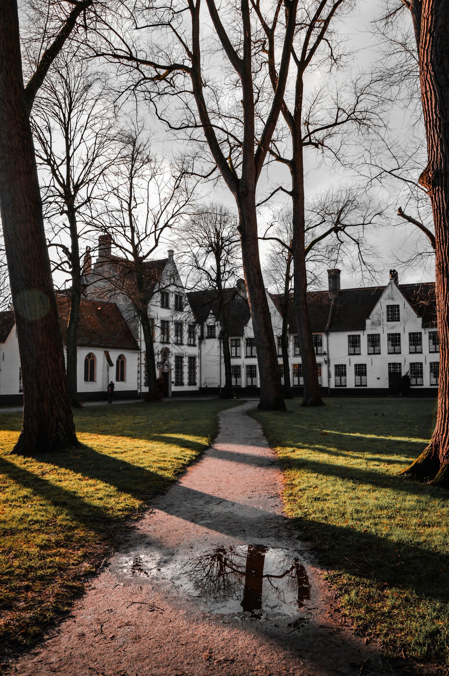 Historic white buildings along tree-lined path with puddle reflection in Bruges Beguinage.