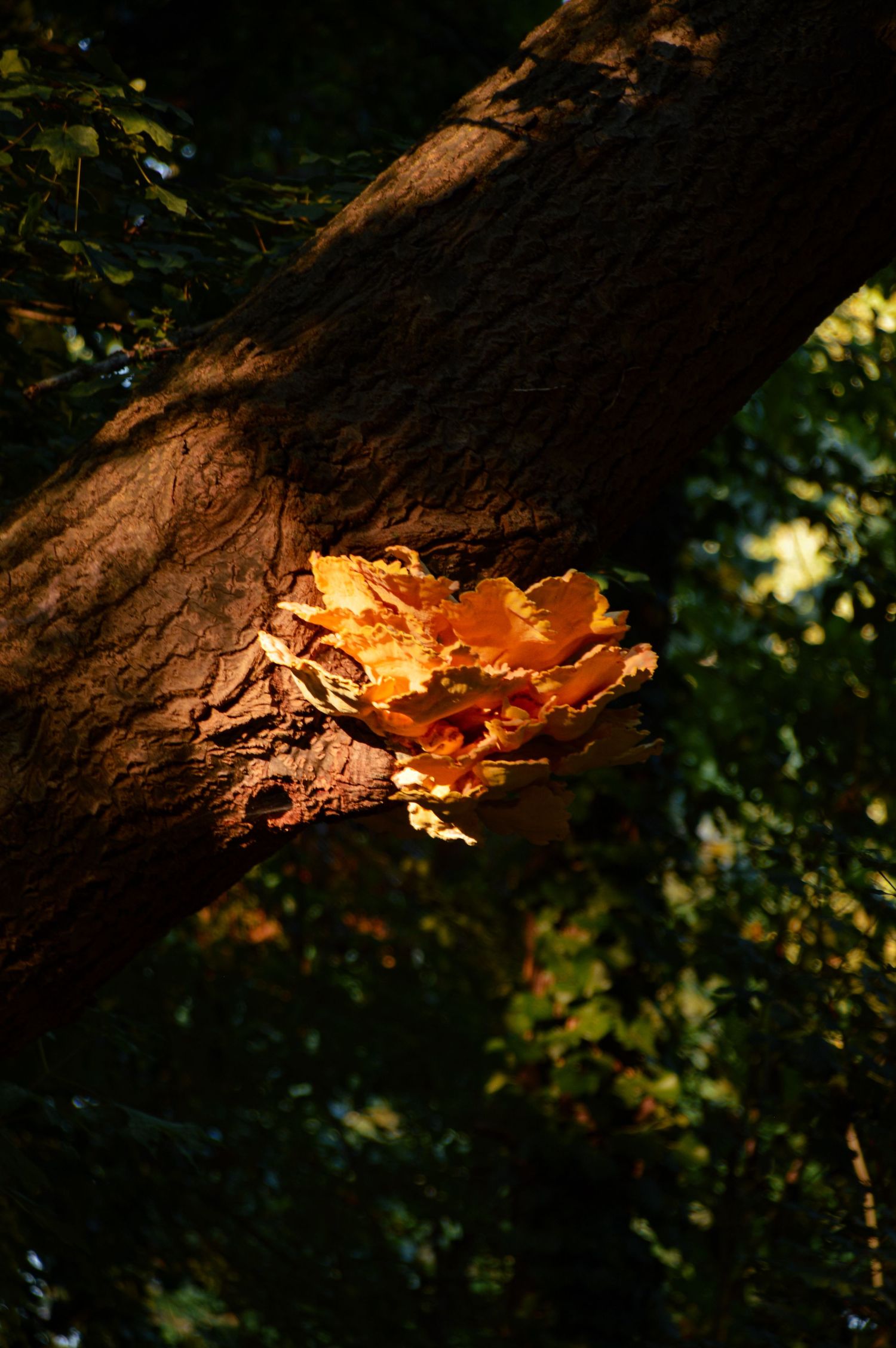 Sunlit autumn maple leaves glowing against dark tree bark in forest setting.