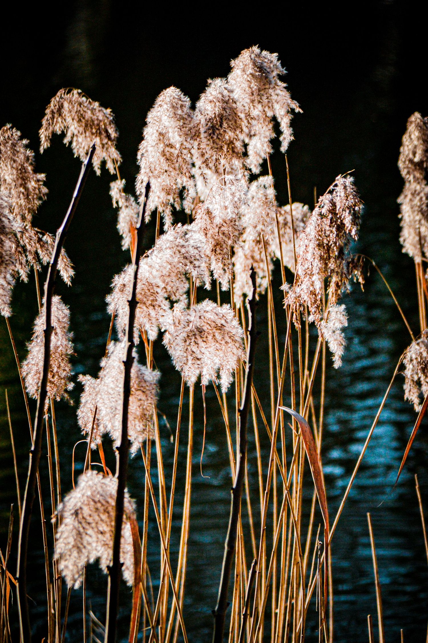 Tall reeds with fluffy seedheads swaying by a dark lake at sunset.