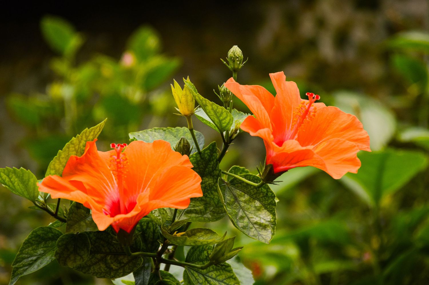 Two bright orange hibiscus flowers blooming among green leaves in garden setting.