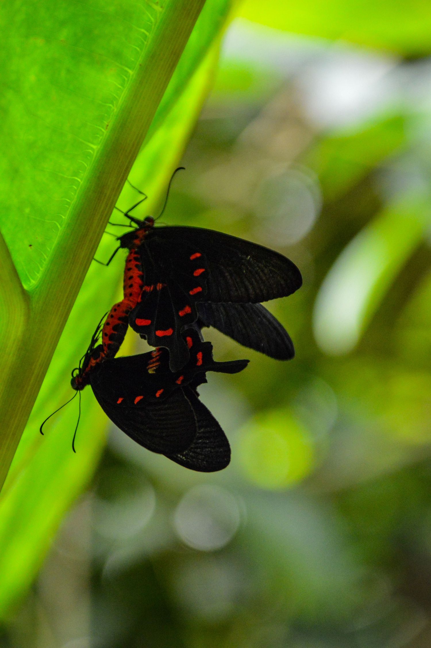 Black butterfly with red markings photographed against bright green foliage.