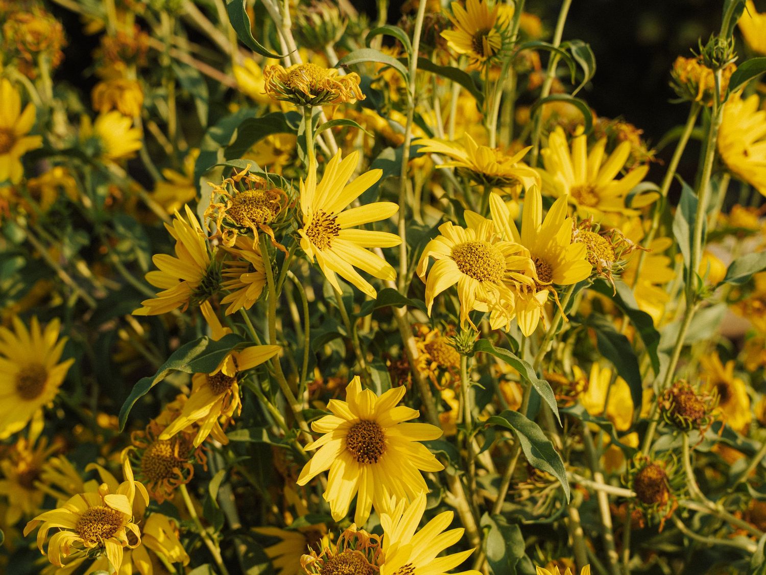 Dense cluster of bright yellow daisy-like wildflowers blooming in warm sunlight.
