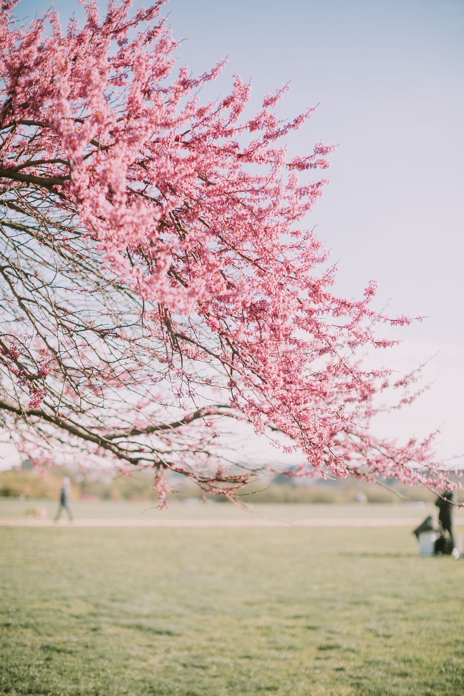 New York Prenup