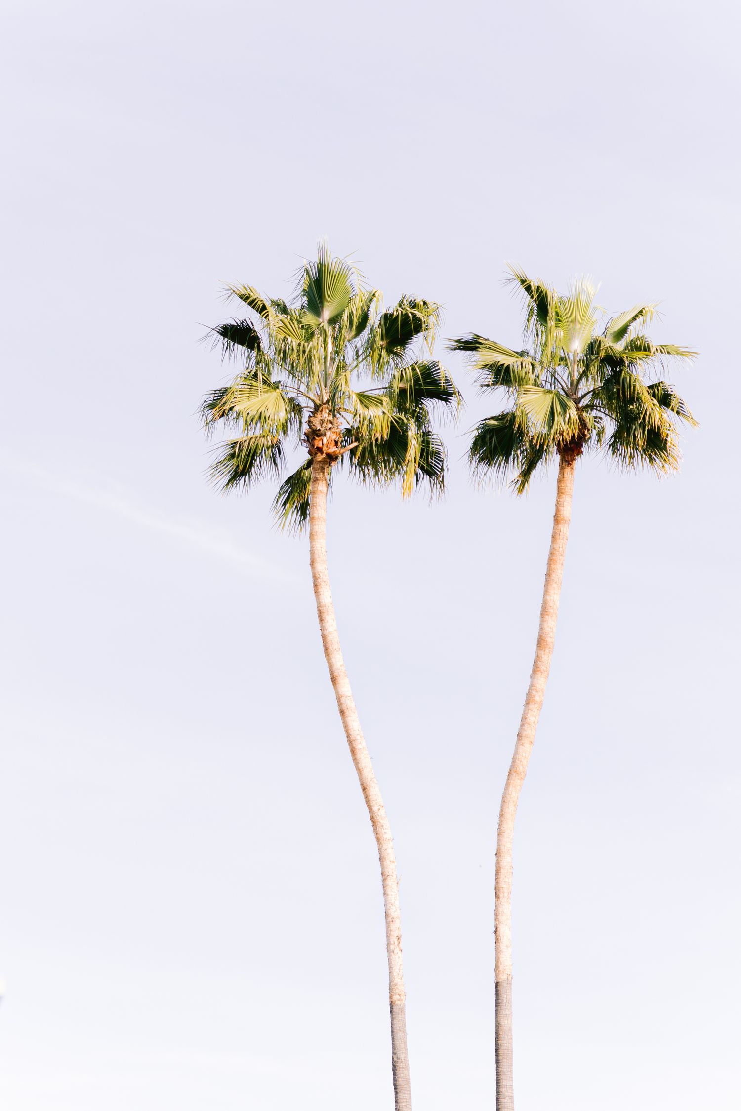 Los Angeles Wedding.