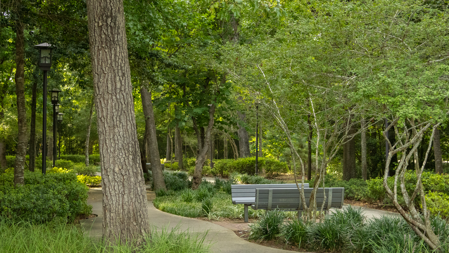Park walkway with trees