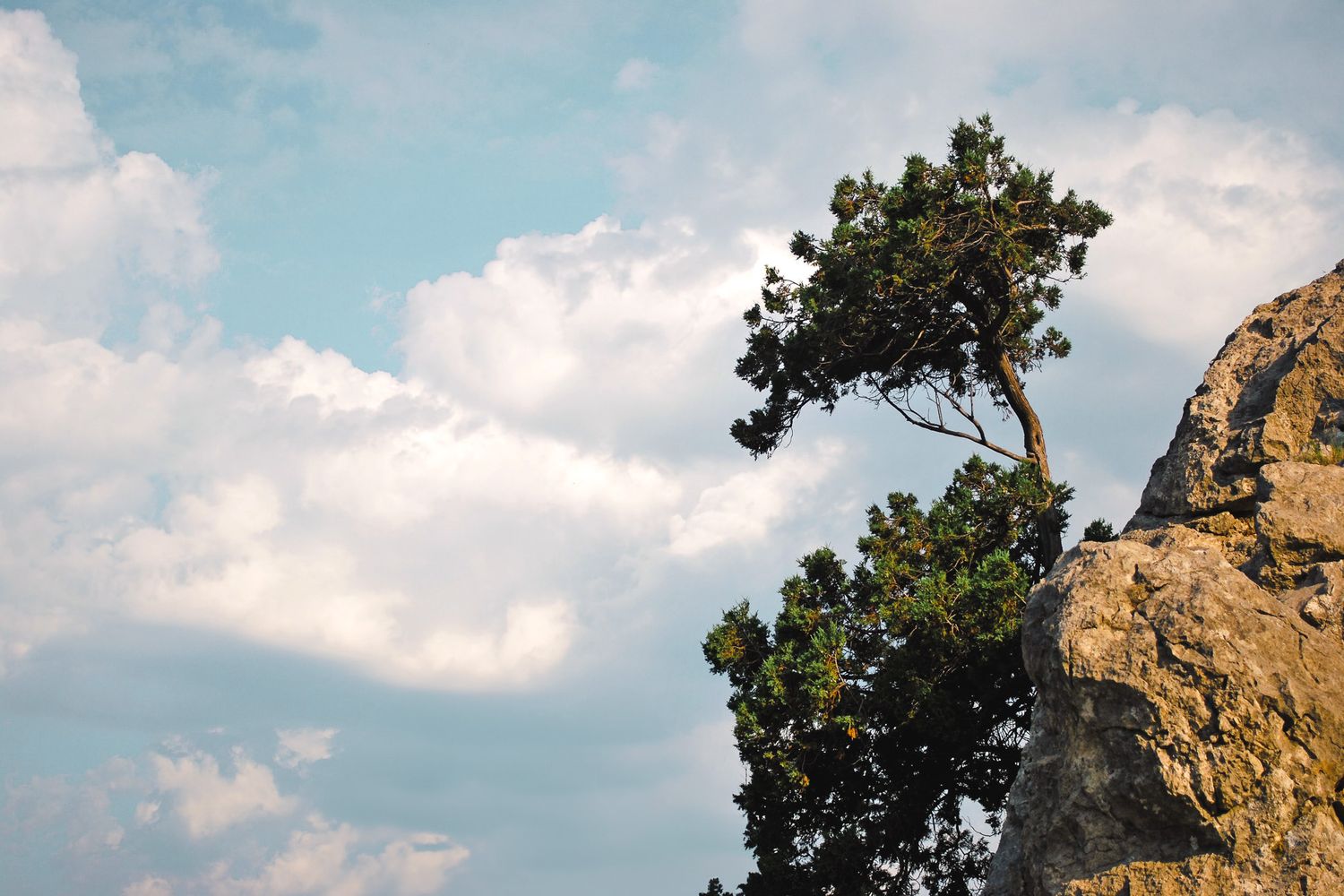 Lone pine tree growing on rocky cliff edge against a blue cloudy sky.