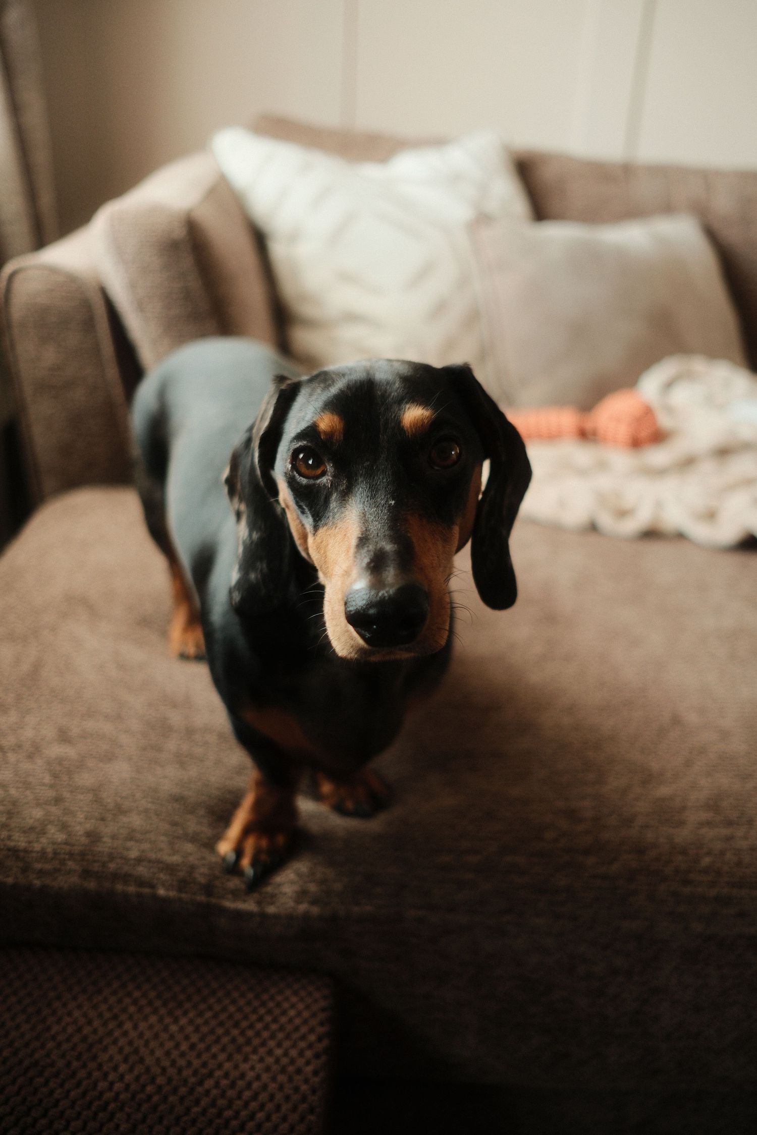 A black and tan dachshund stands on a brown sofa cushion, looking directly at the camera with soulful eyes.