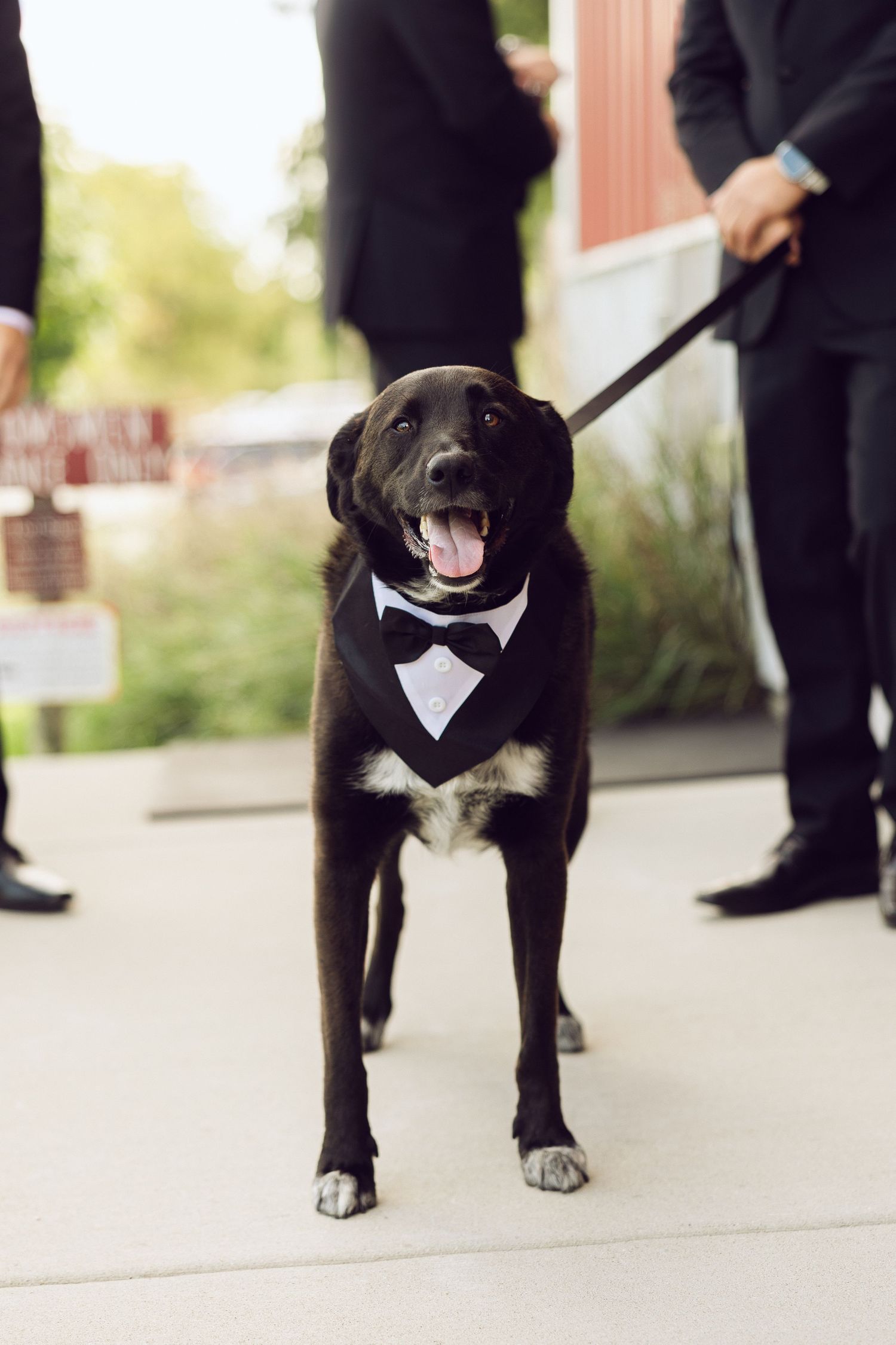 Black dog wearing a tuxedo-style bow tie and collar stands on a walkway at a wedding with guests standing behind it.