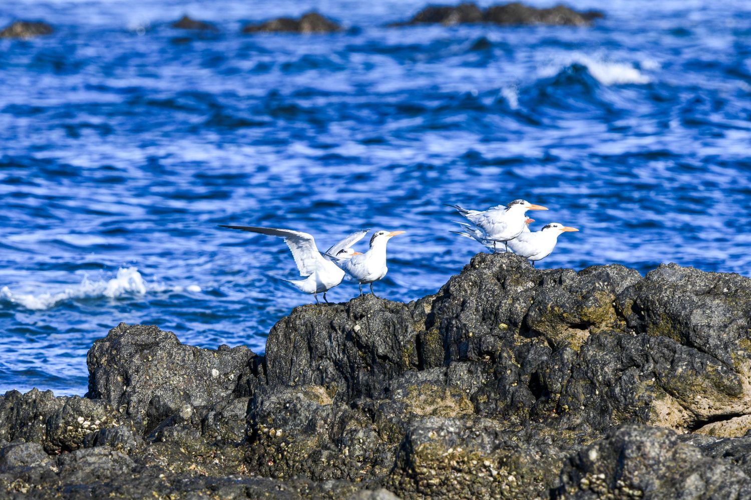 Seabirds resting on rocks along the Costa Rica coast