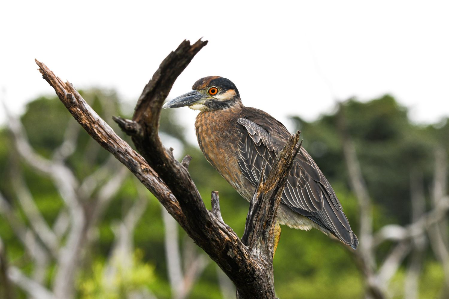 Turquoise-browed motmot perched on a branch, Guanacaste
