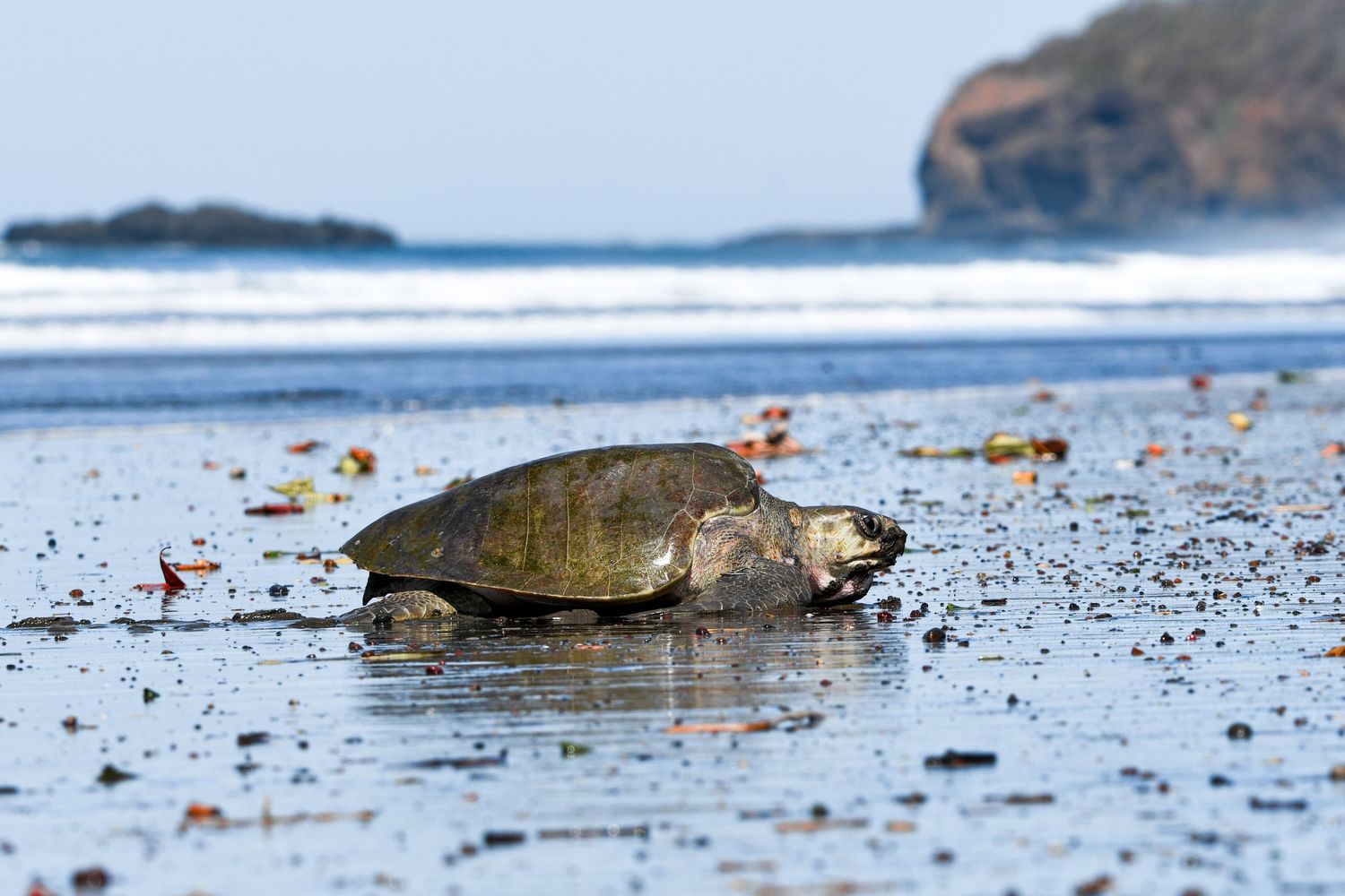 Sea turtle on the sand at Playa Avellanas
