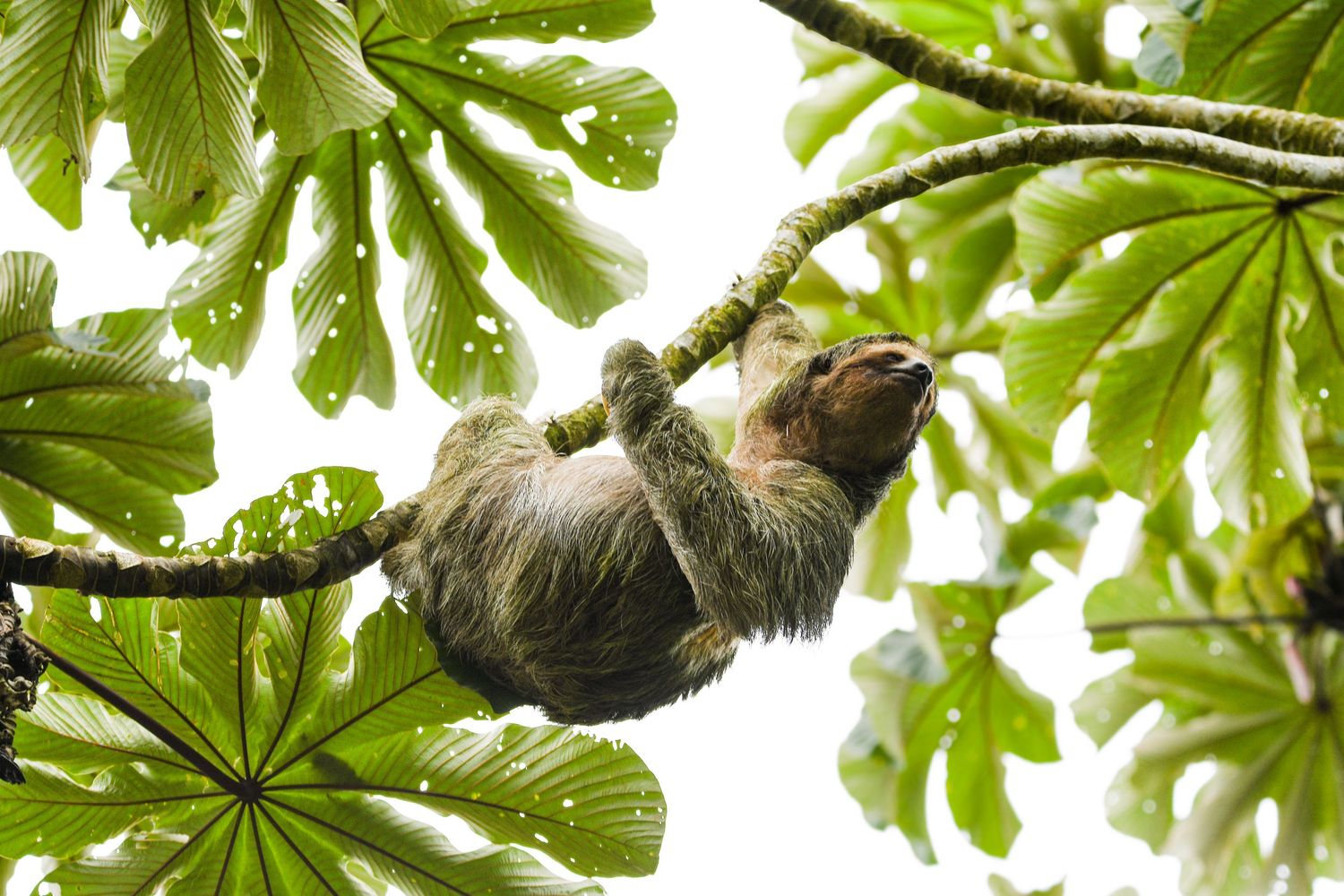 Sloth hanging from a tree branch in Costa Rica