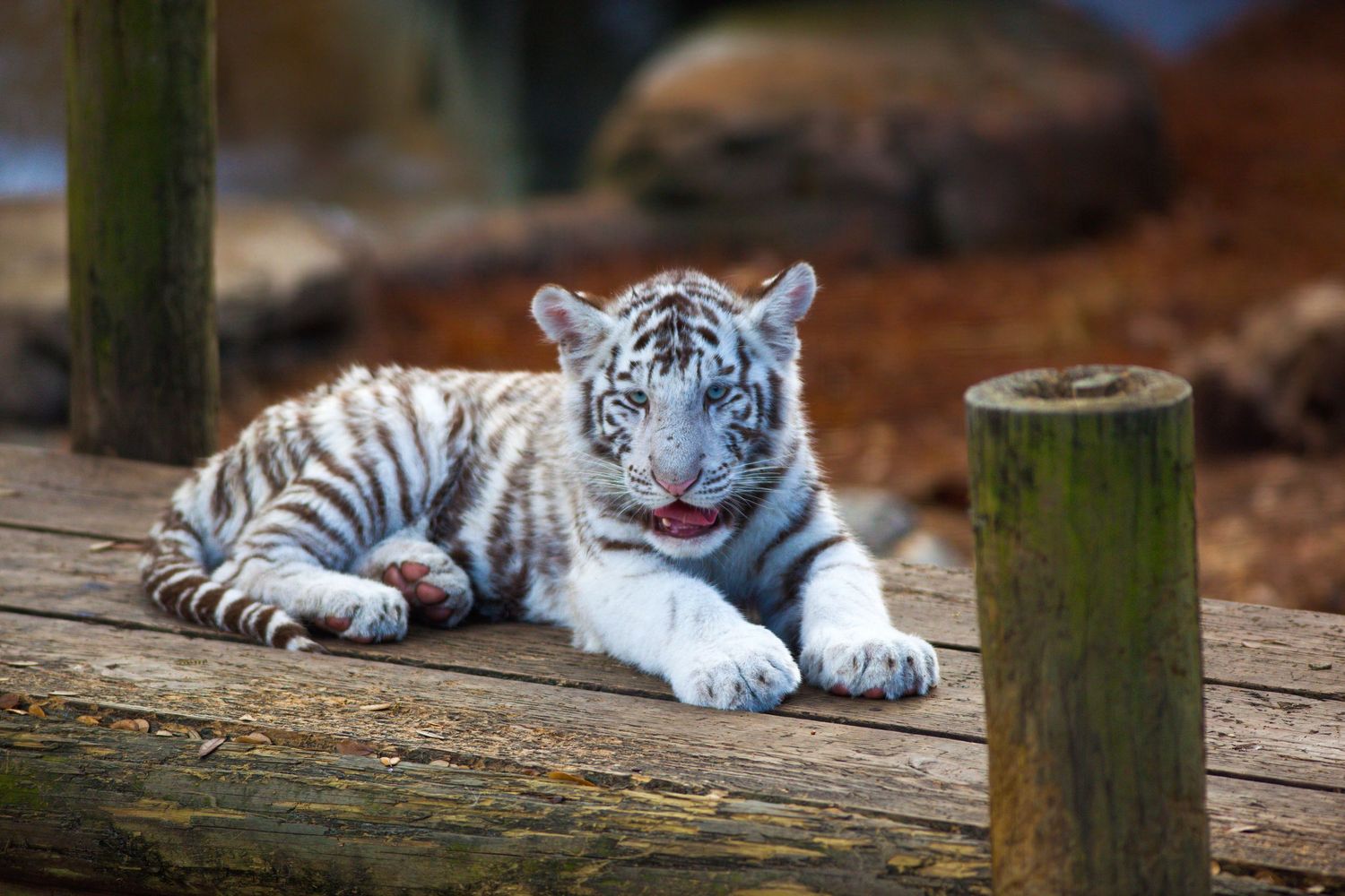 A white Bengal tiger cub rests on a wooden platform in a zoo enclosure with autumn foliage in the background.