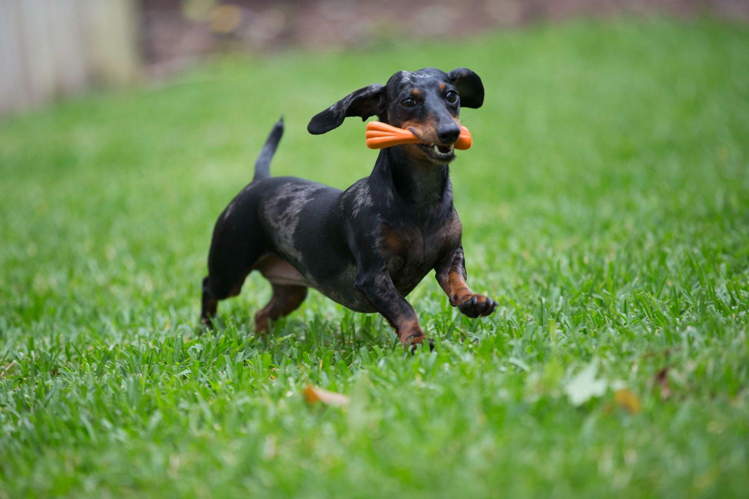 Playful dachshund running with toy in mouth across green grass.
