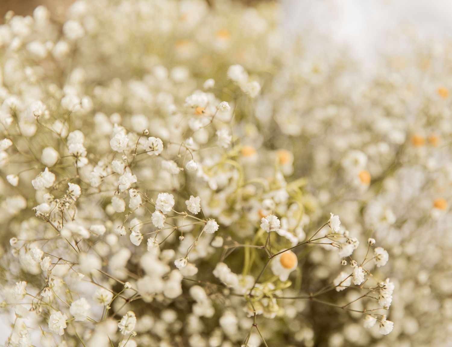 Close-up of delicate white baby's breath flowers with soft bokeh background, perfect for weddings and floral arrangements.