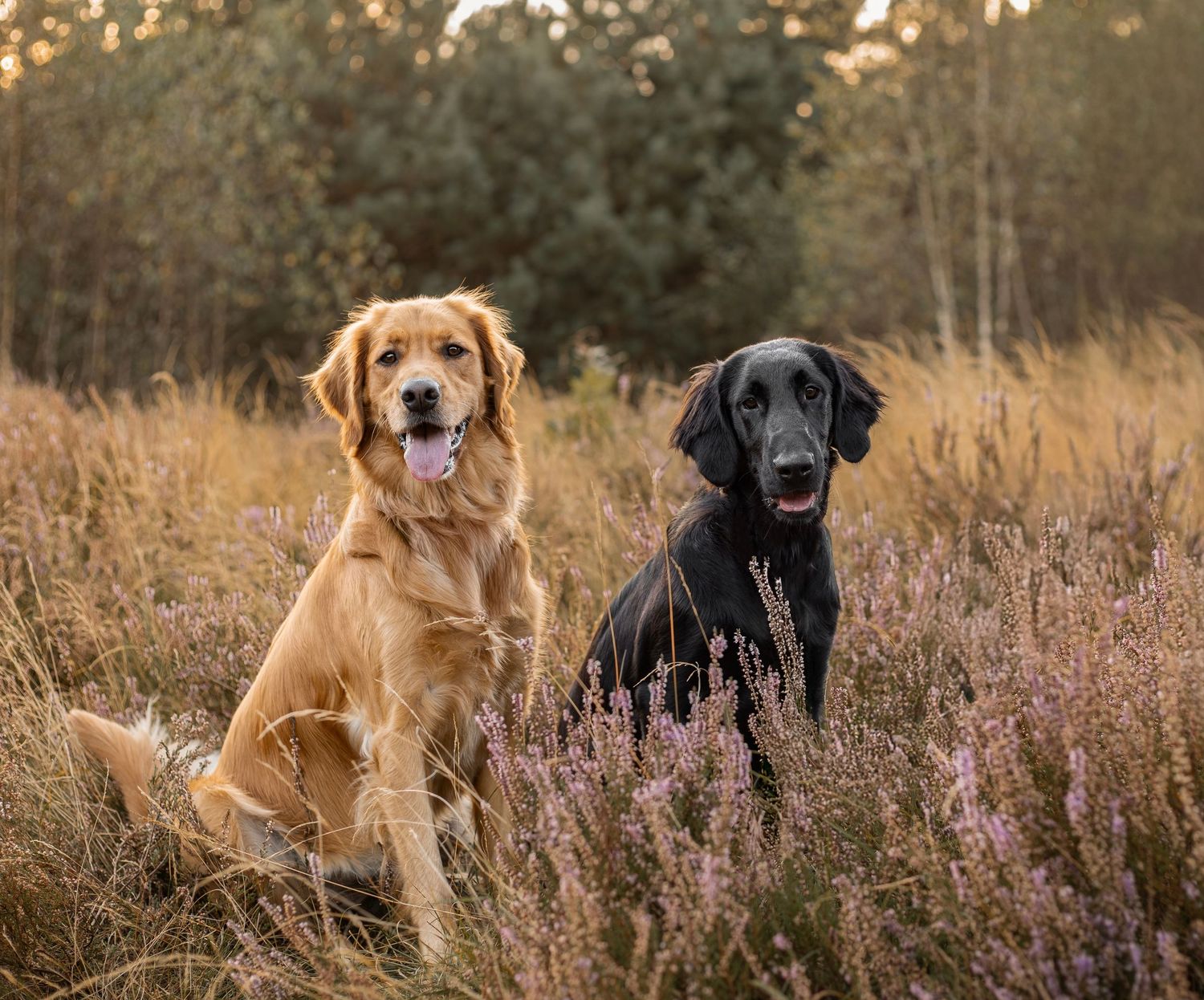 A golden retriever and black lab posing together in a field of tall grass and purple flowers.