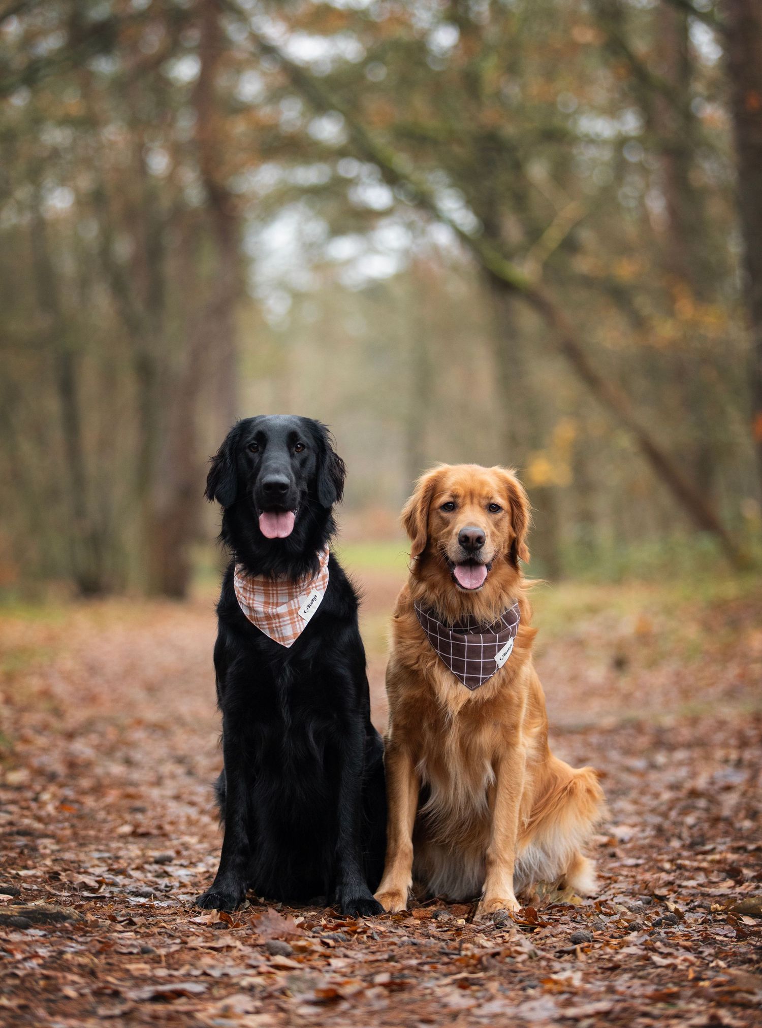 A black dog and golden retriever wearing bandanas sitting together on autumn leaves.