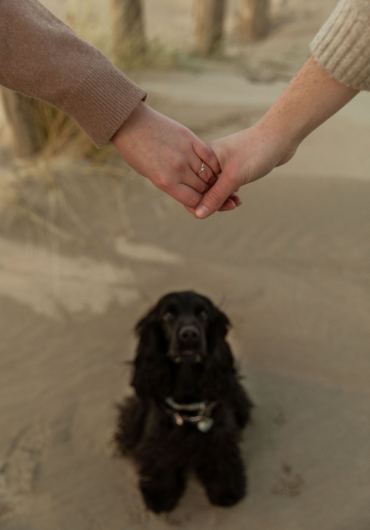 Black dog looks up at outstretched hands on sandy beach.