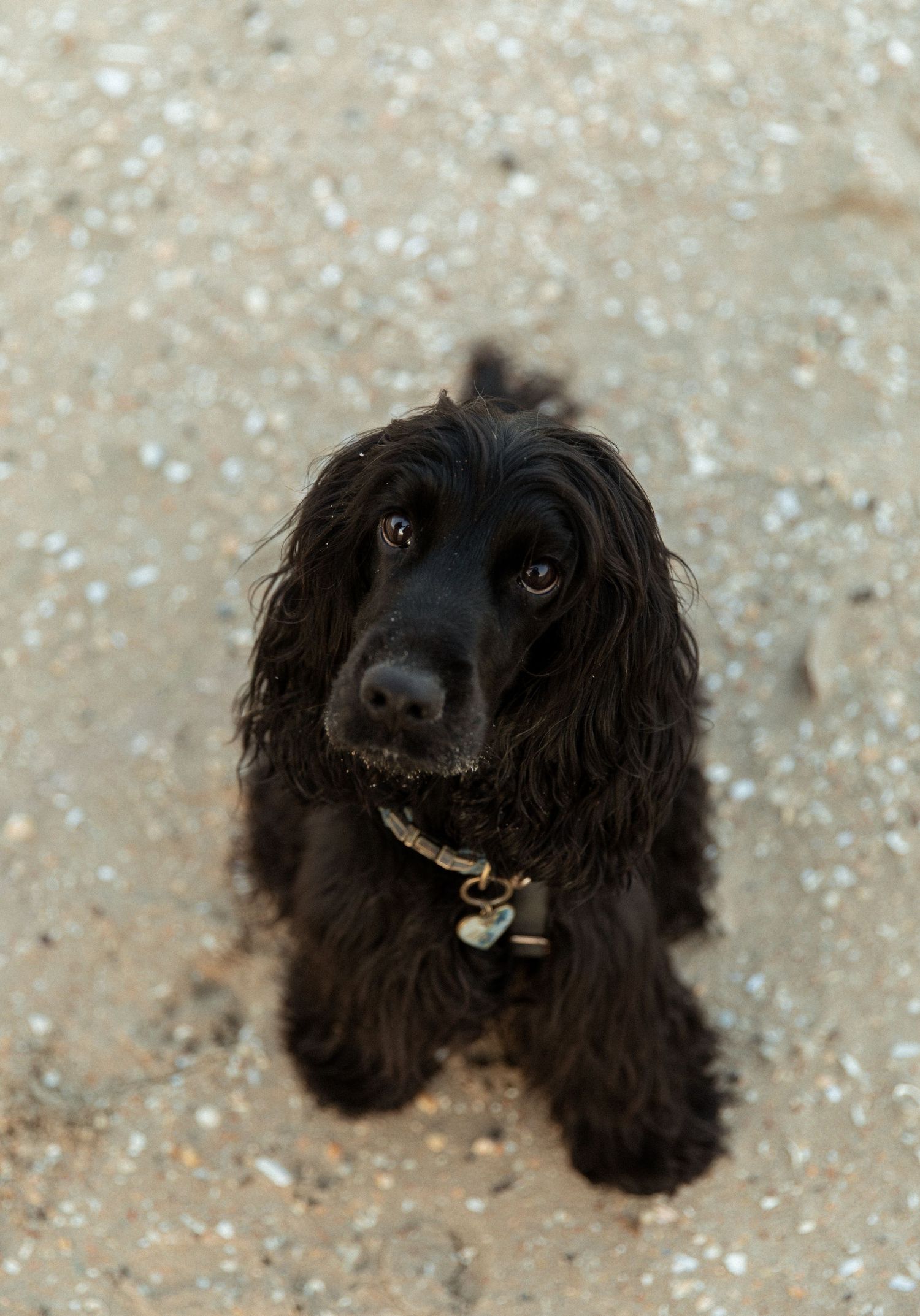 Black cocker spaniel puppy looking up with bright eyes against snowy background.