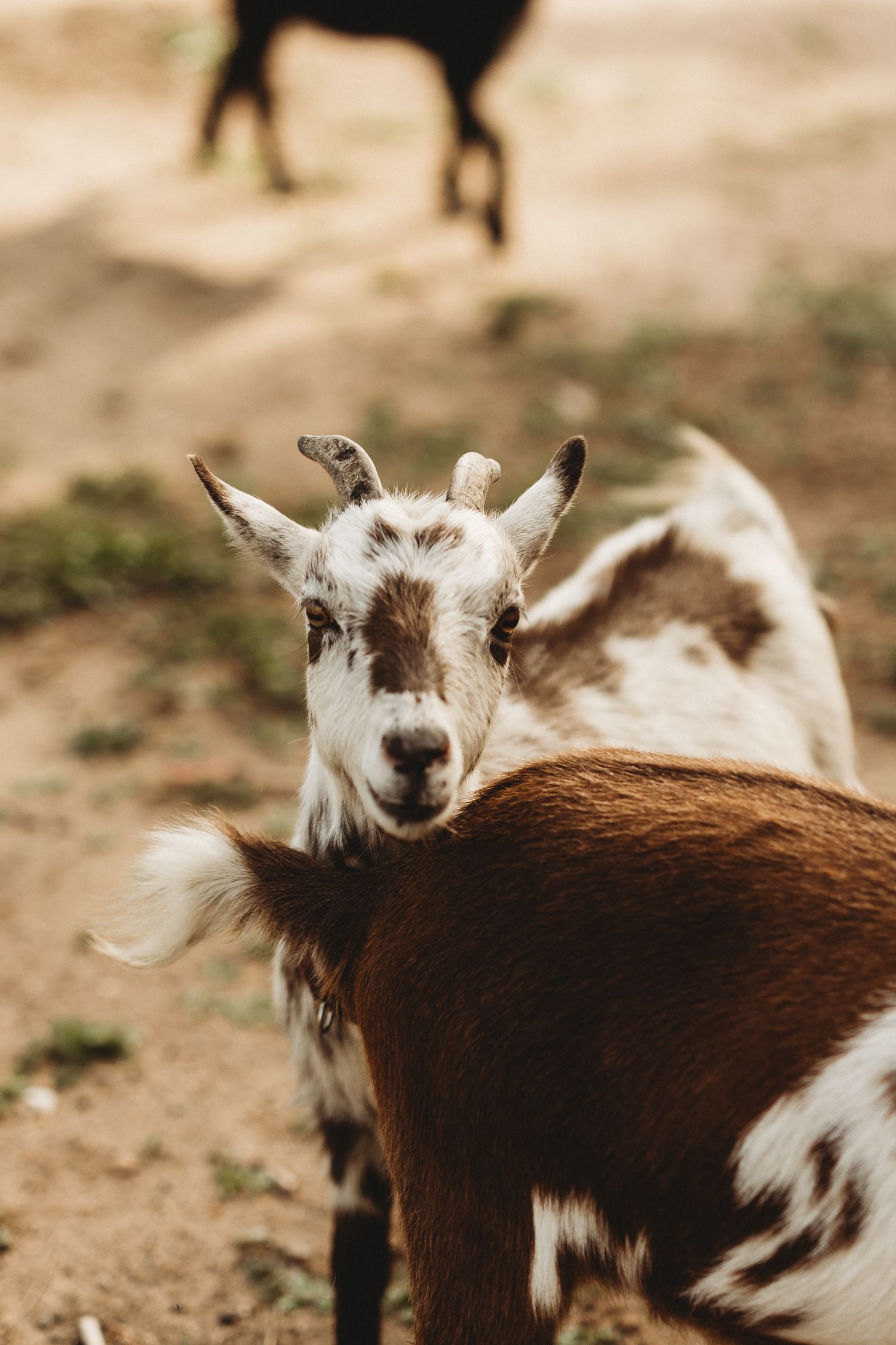 A group of young goats with brown and white spotted coats standing together in a dusty outdoor area.
