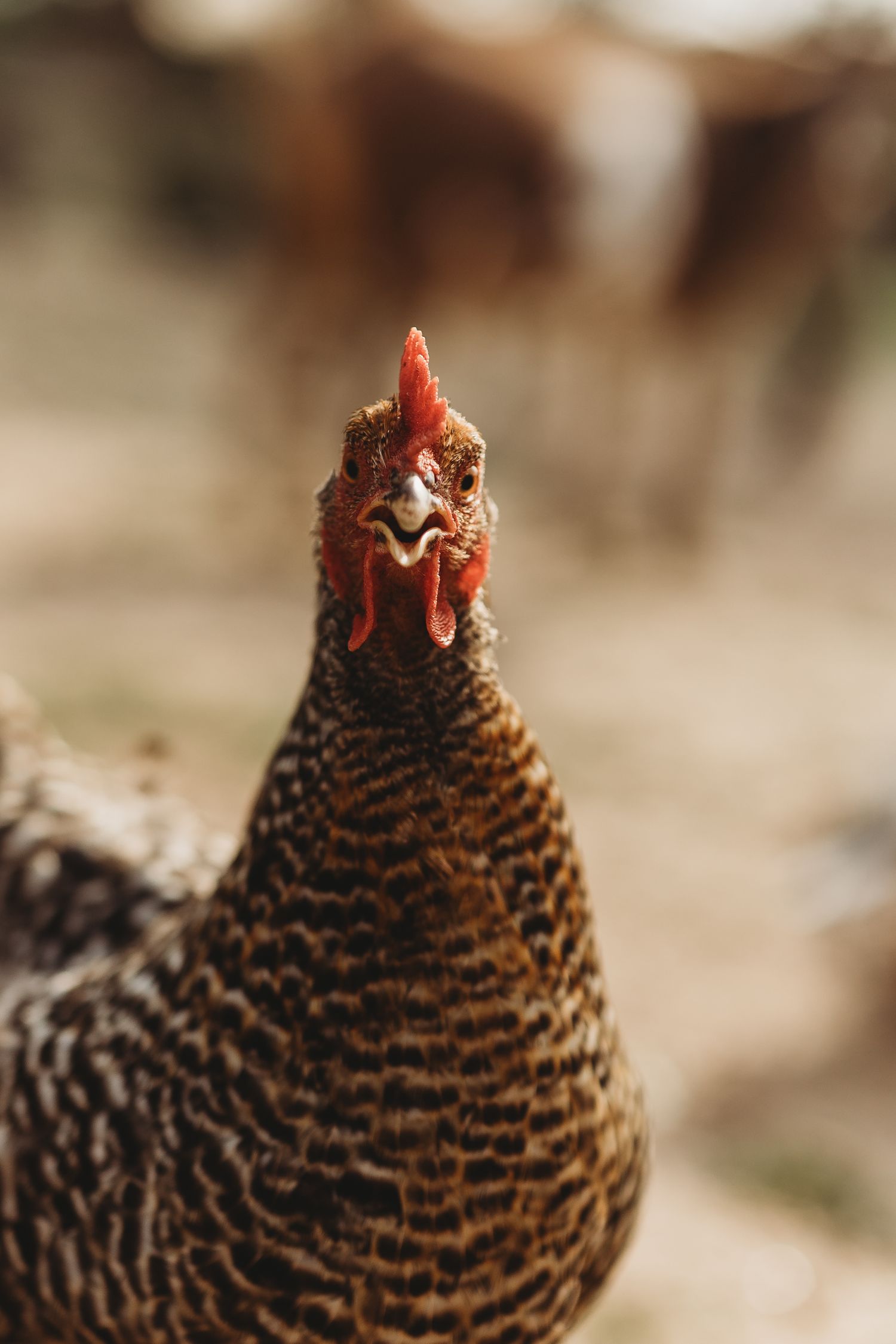 Close-up sequence of a Plymouth Rock chicken's head showing detailed barred feather patterns and red comb.