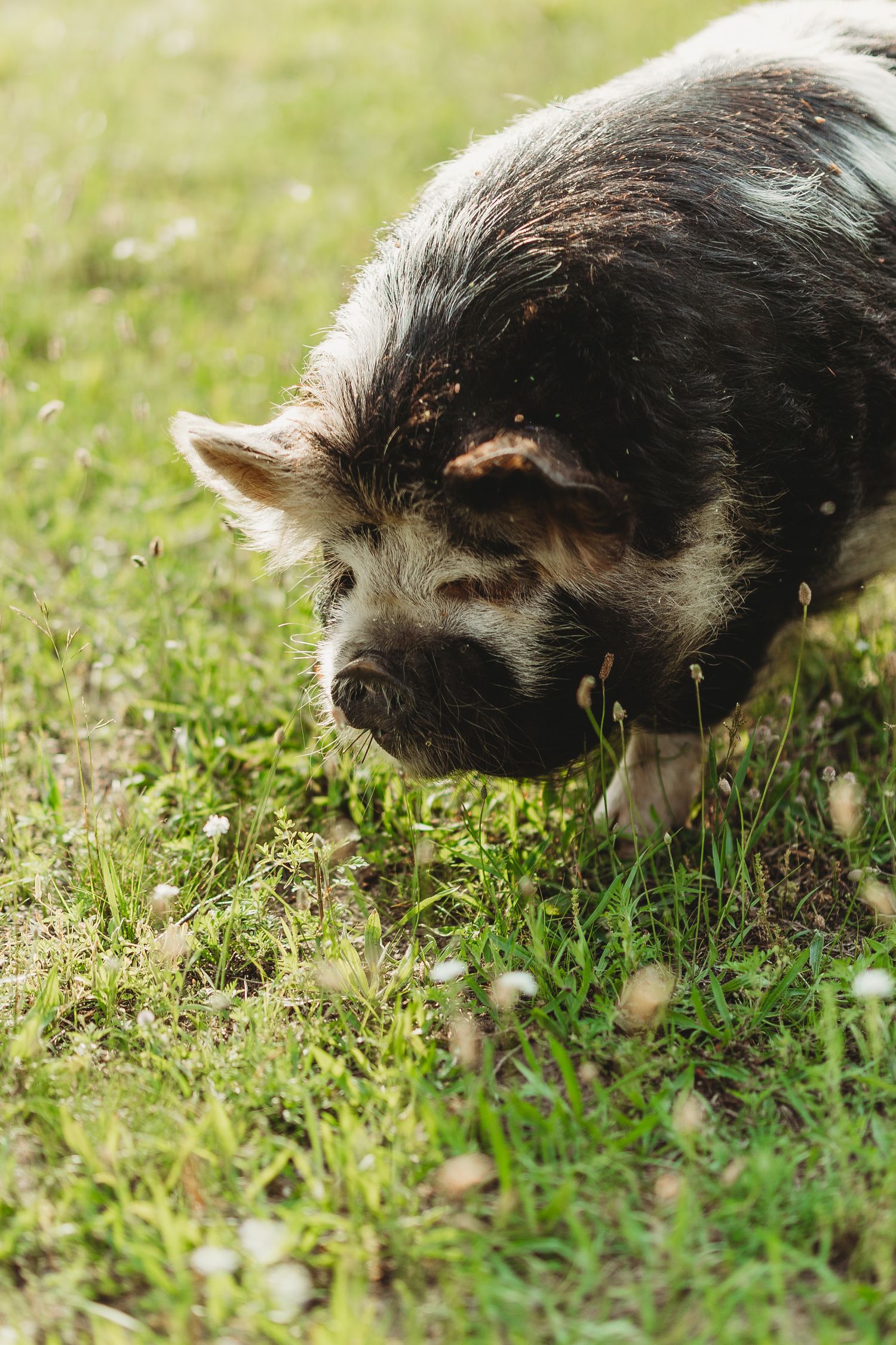 A black and white pig forages in green grass, showing a sequence of sniffing movements across the frame.