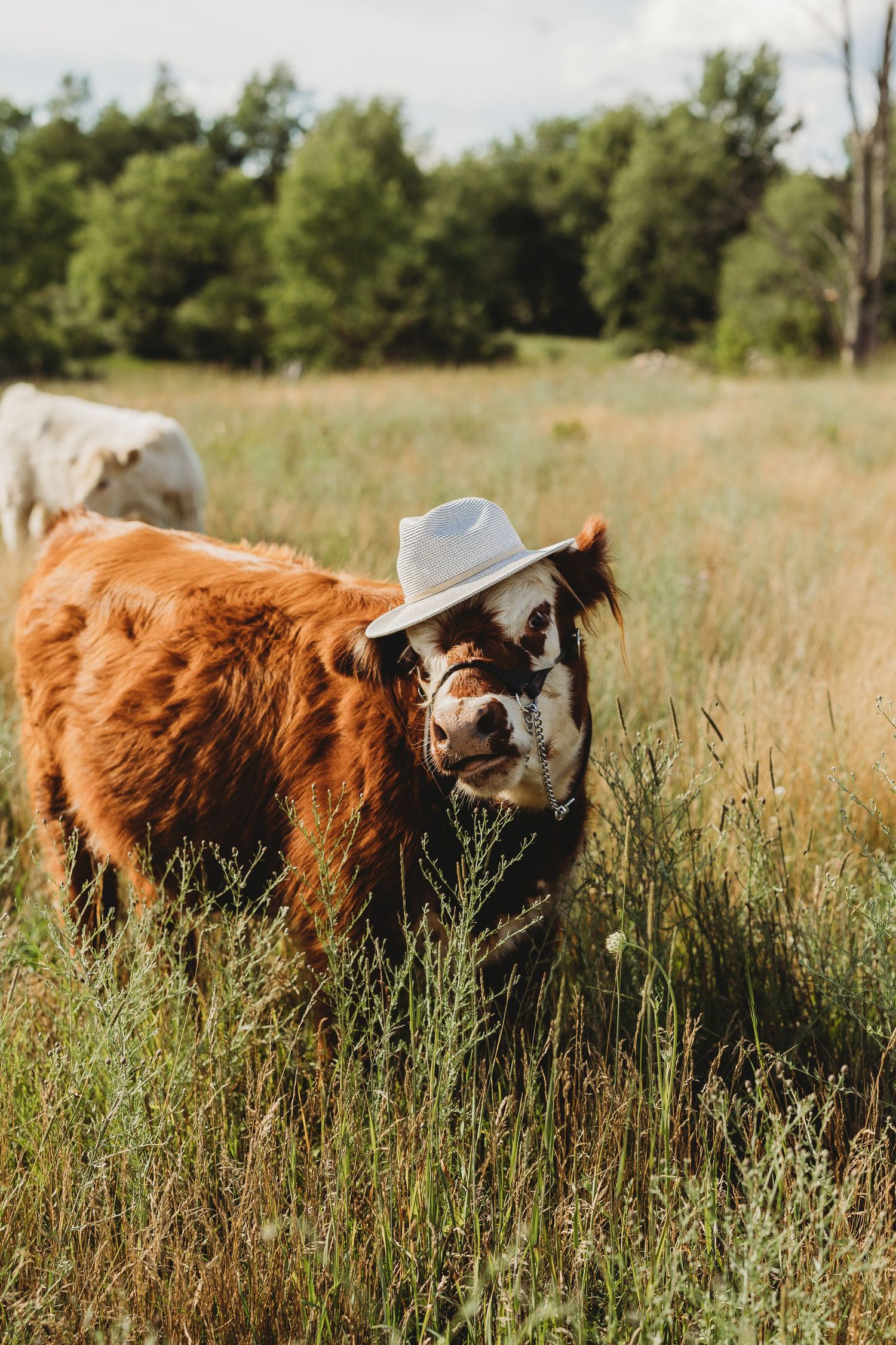 A brown cow wearing a cowboy hat stands in a tall grass field with another cow visible in the background.