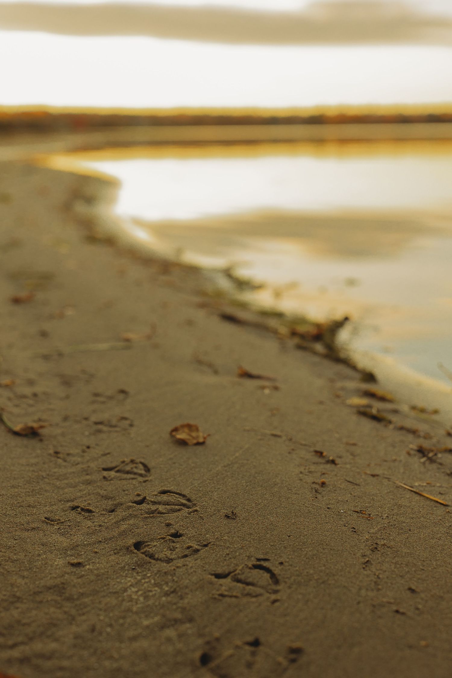 Close-up view of footprints in wet sand along a beach shoreline at sunset.