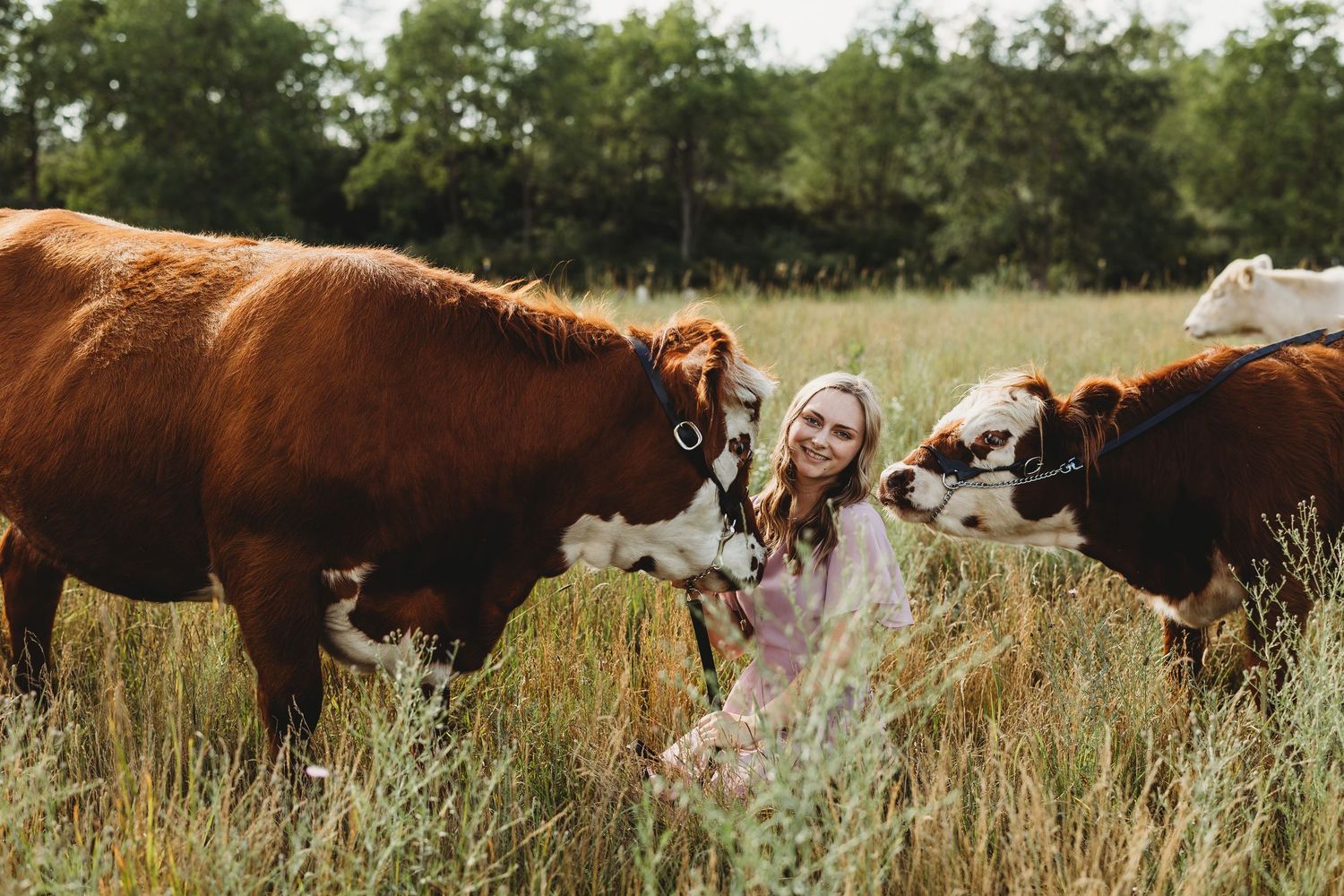 A herd of brown Hereford cattle grazing together in a sunny green pasture with trees in the background.