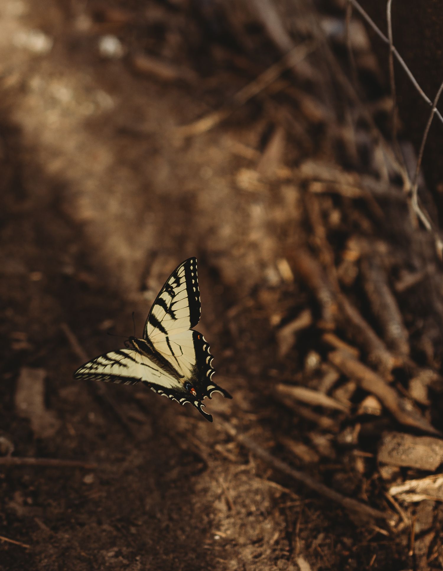 A yellow swallowtail butterfly rests on dark soil and dried leaves in a nature scene.
