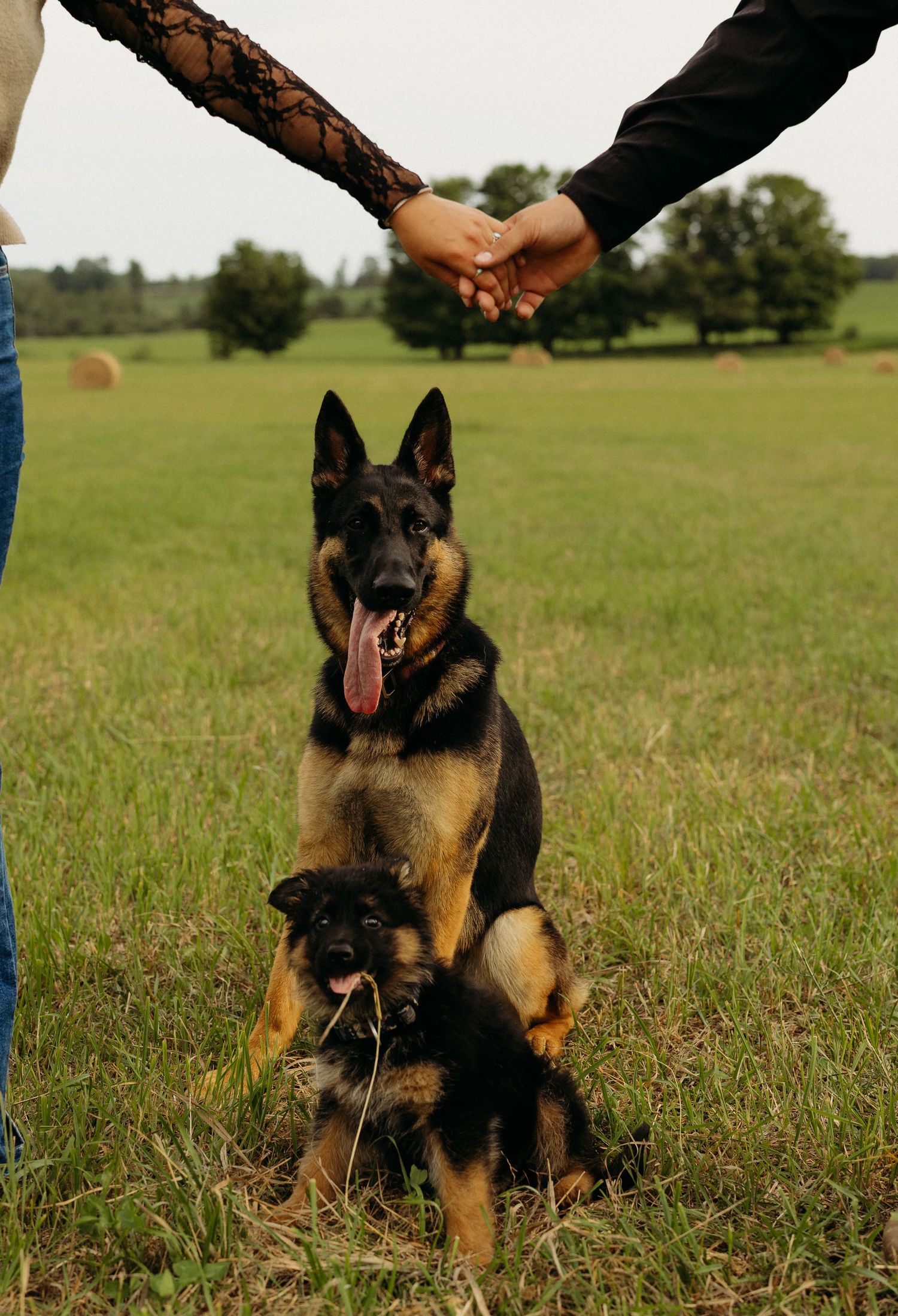 A German Shepherd and puppy sit in a field as a couple holds hands above them in a romantic outdoor photo.