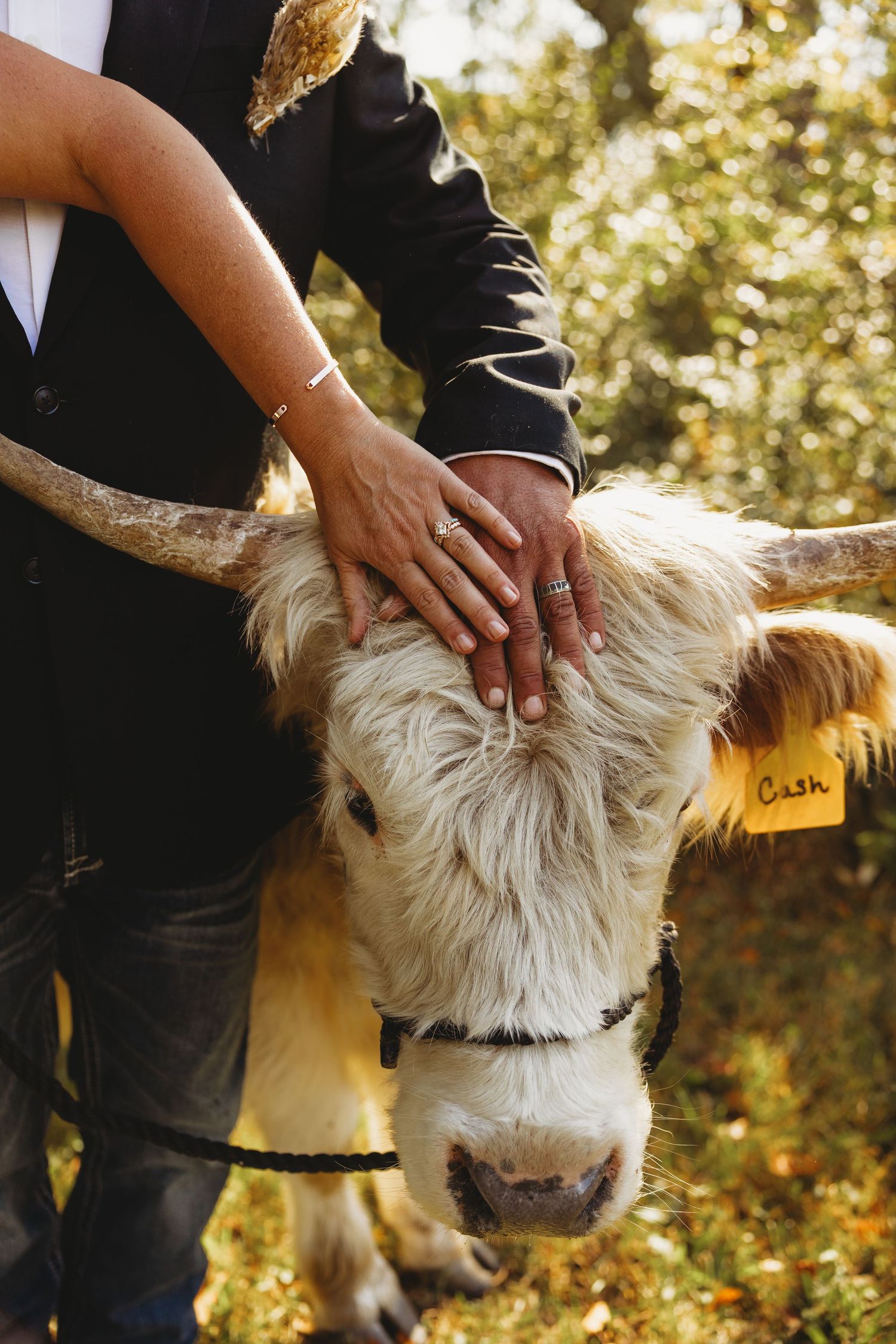 Two hands with rings rest gently on the forehead of a fluffy cream Highland cow wearing a halter and a yellow ear tag reading Cash.