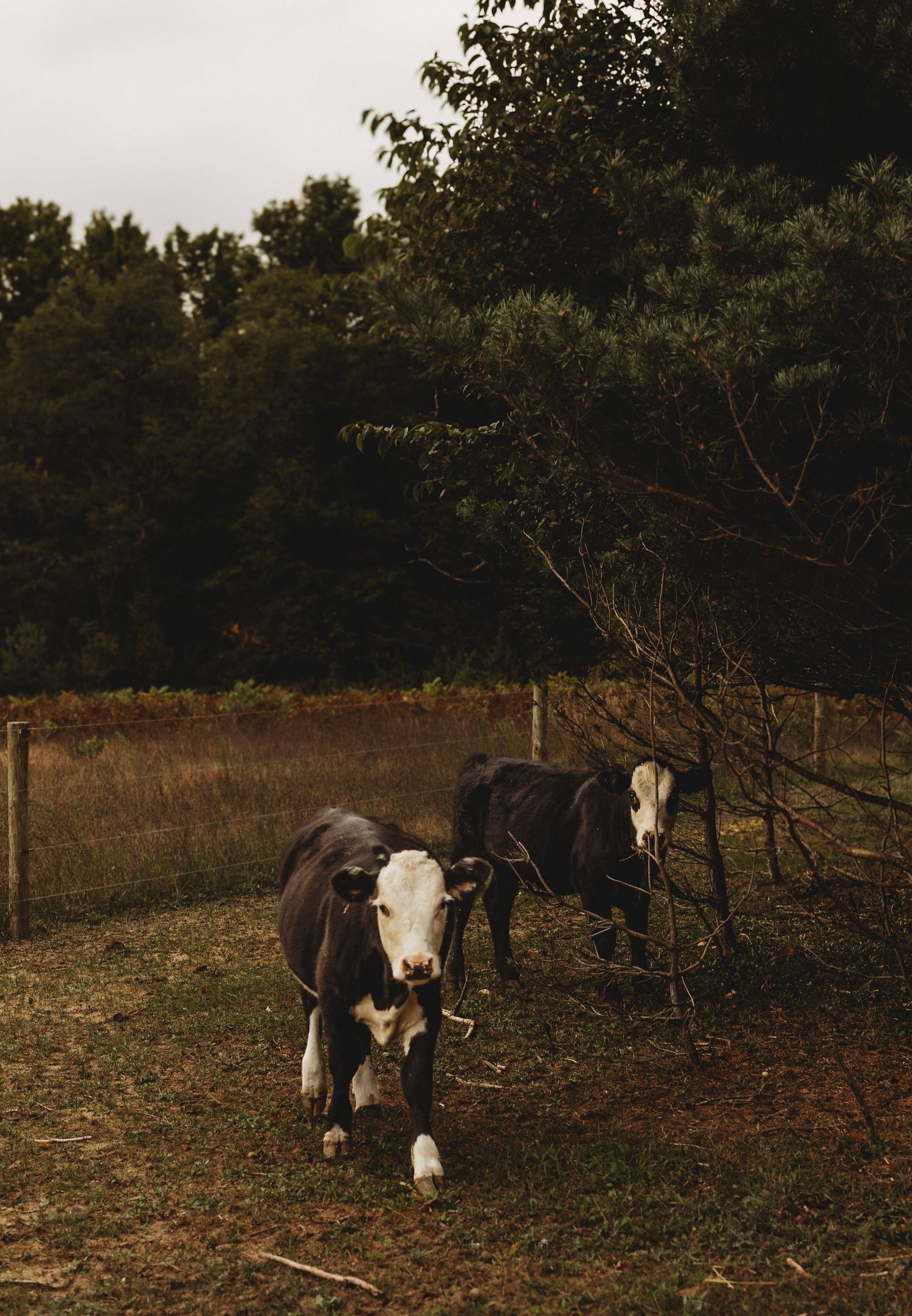 Two black and white cows stand on a grassy patch near a wire fence, with dense green trees behind them under an overcast sky.