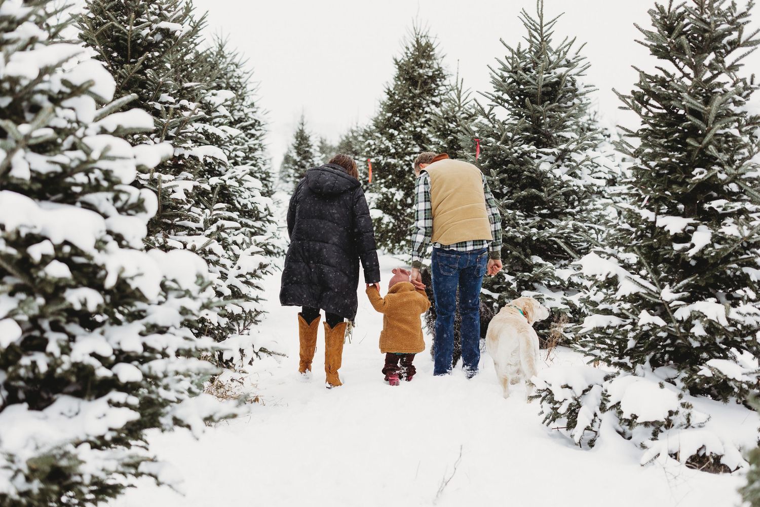 People walking through a snow-covered evergreen tree farm on a winter day.