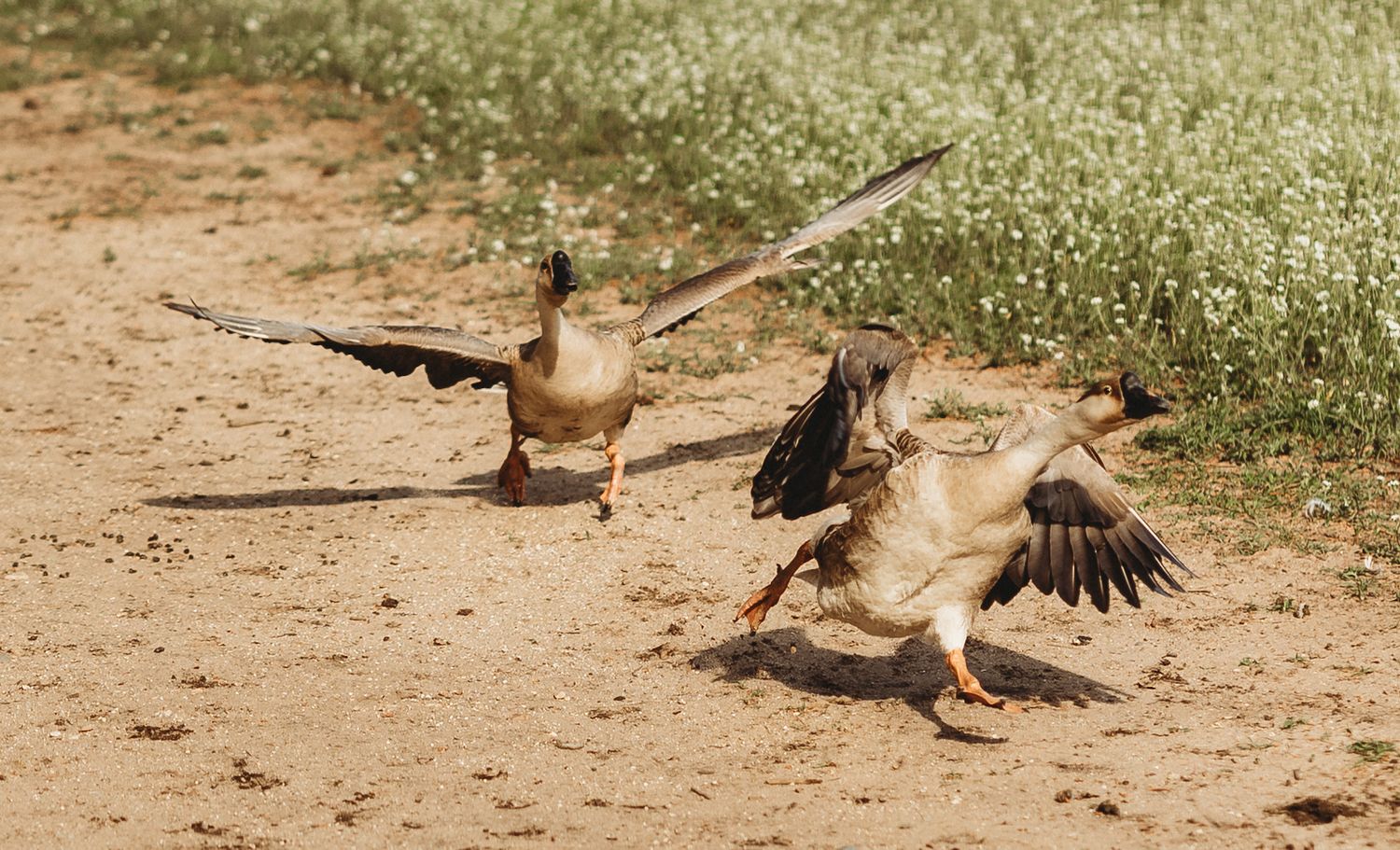 Two greylag geese landing on a dirt path with wings spread wide against a grassy background.