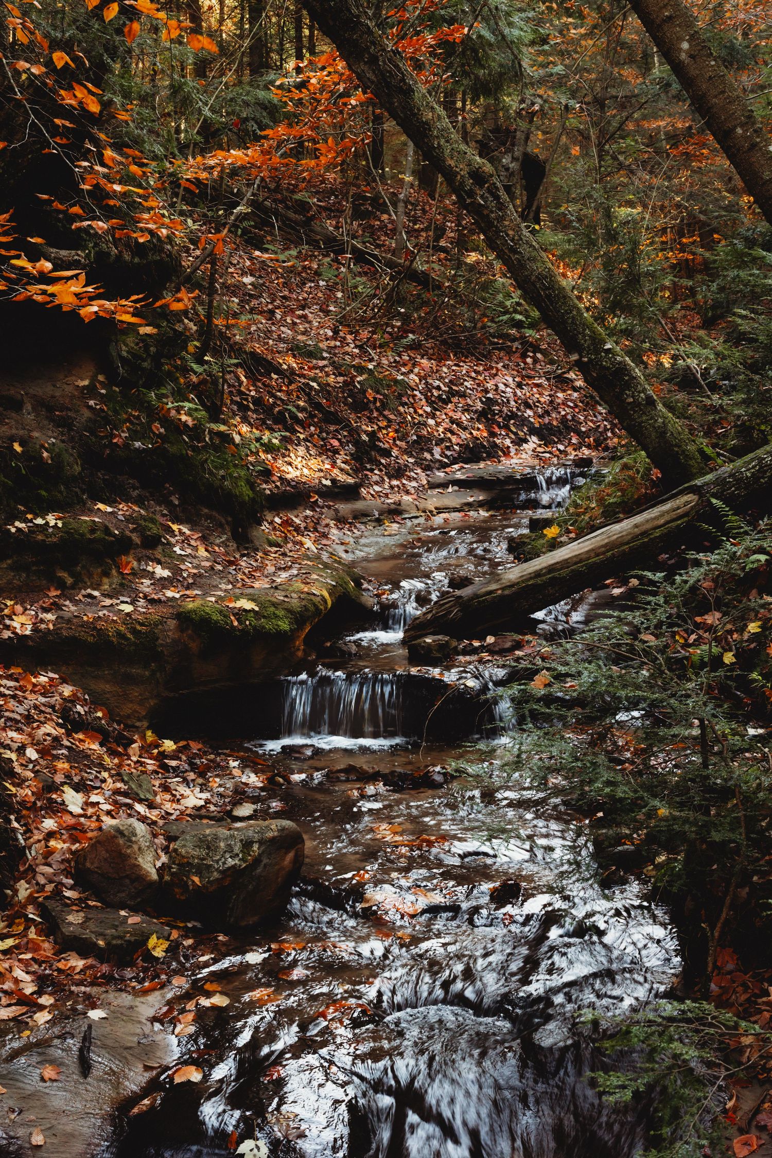 Forest stream cascades over rocky terrain surrounded by fallen autumn leaves.