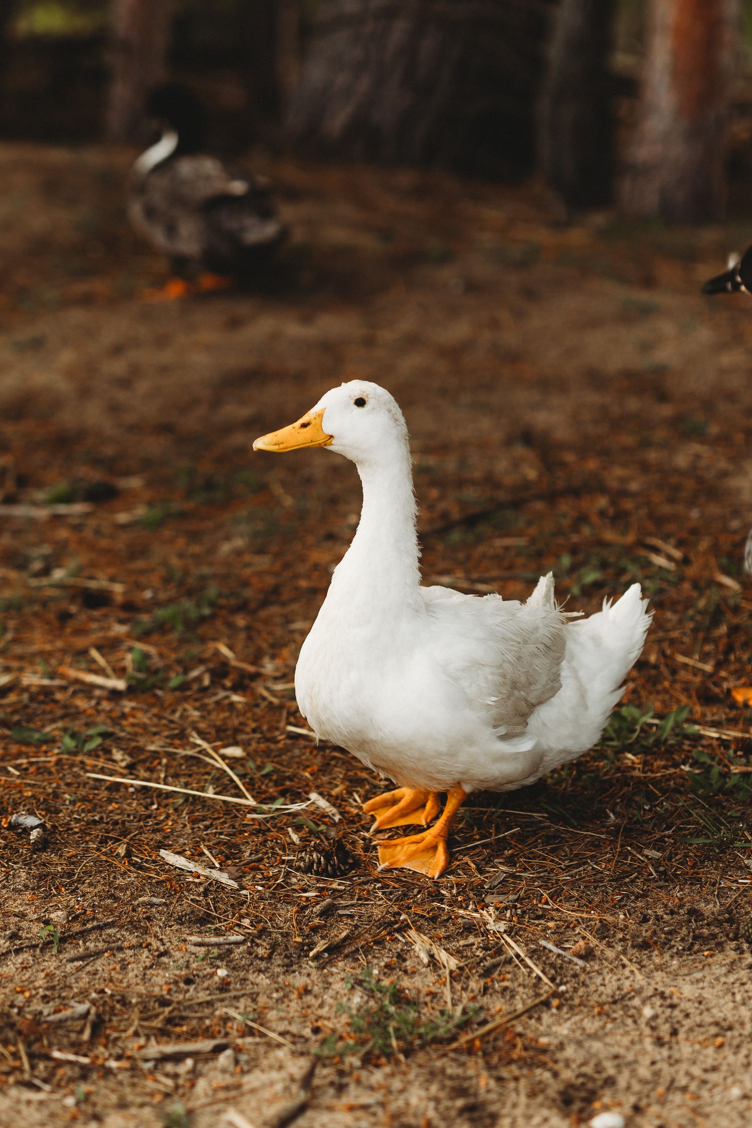 A white Pekin duck with orange feet stands on brown dirt ground in a rustic outdoor setting.