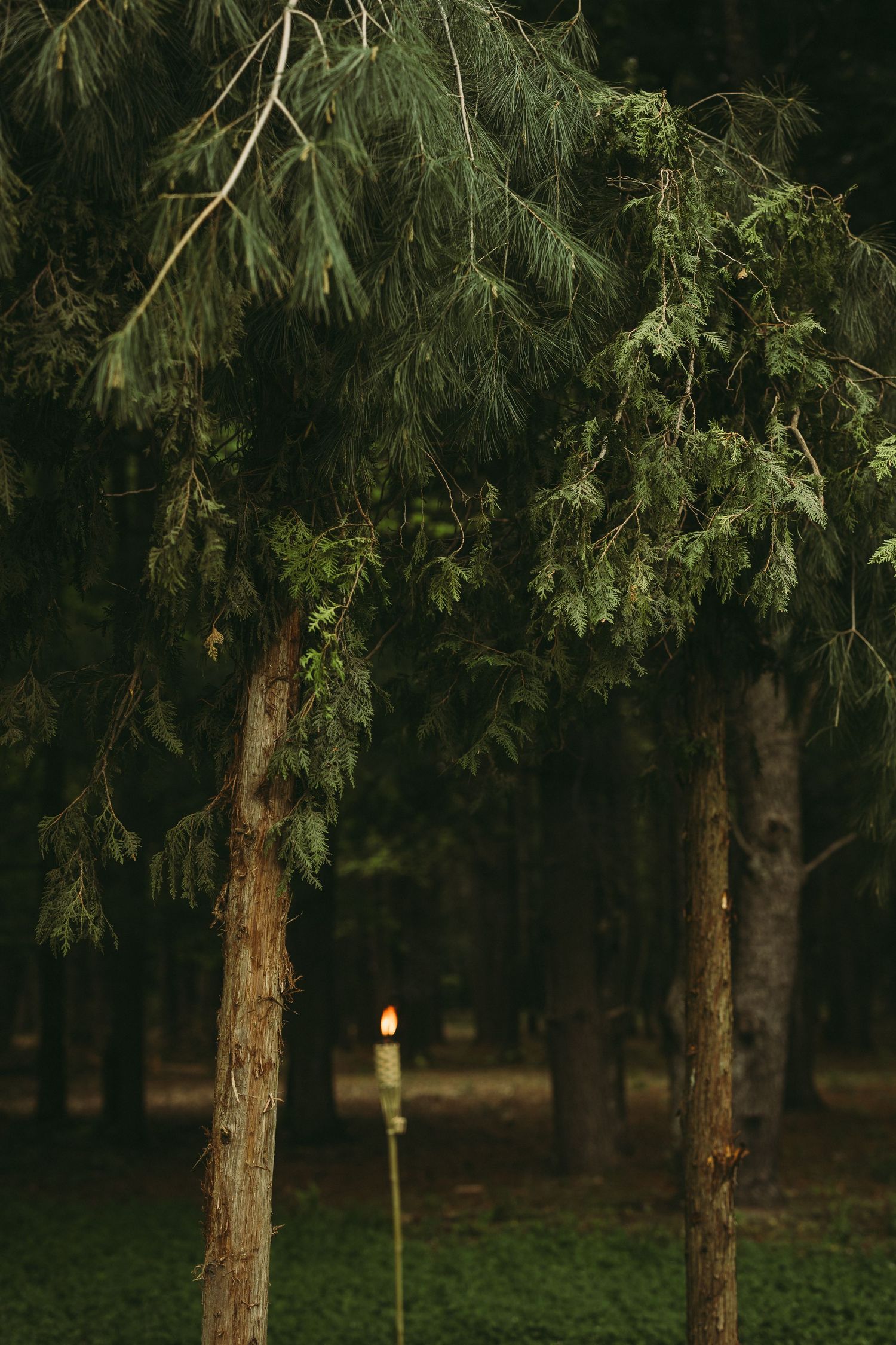 Tall evergreen trees stand in a dark forest with filtered sunlight creating a moody natural atmosphere.