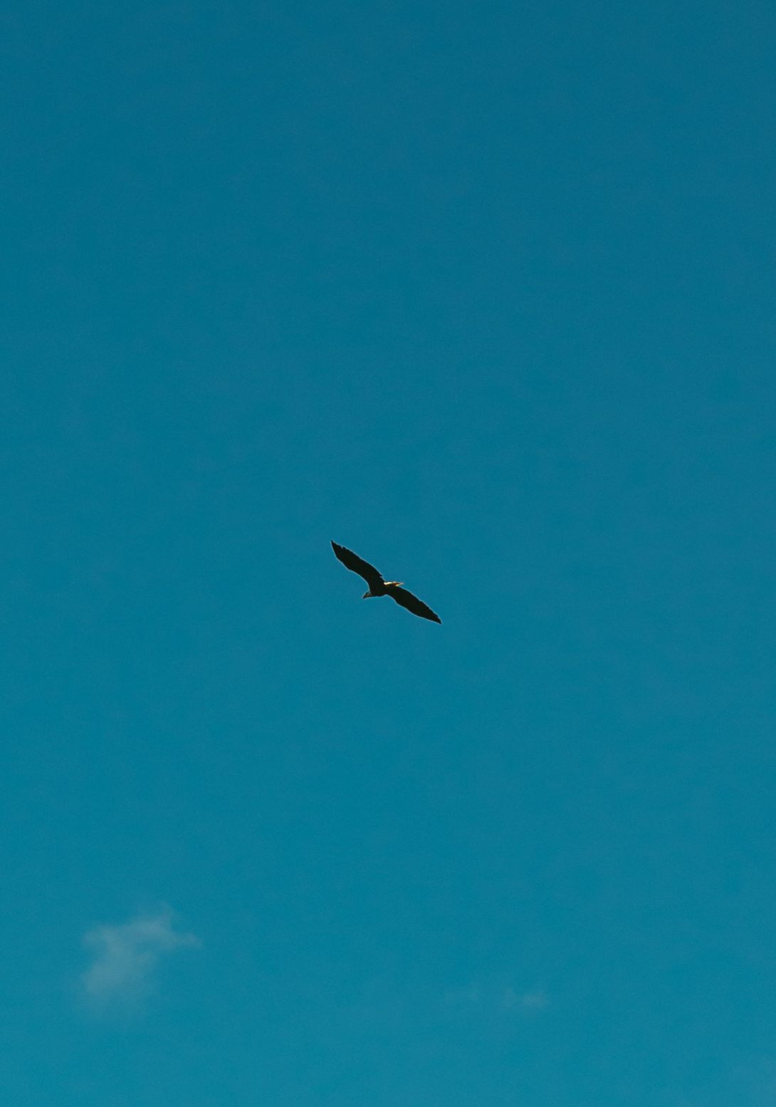 Birds soaring against a deep blue sky on a clear day.