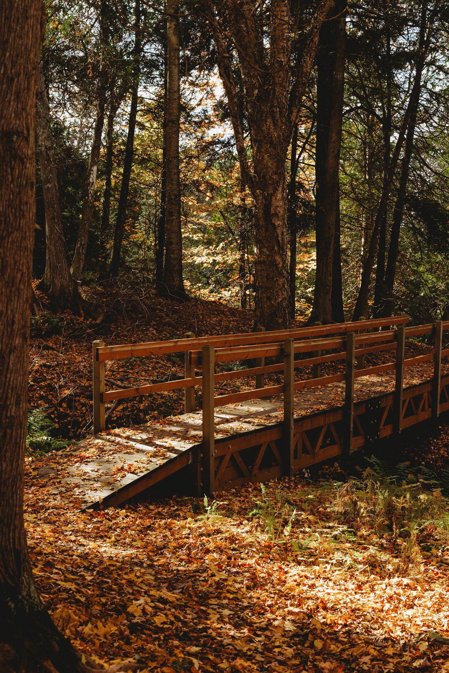 Wooden boardwalk covered in fallen autumn leaves winds through a forest.