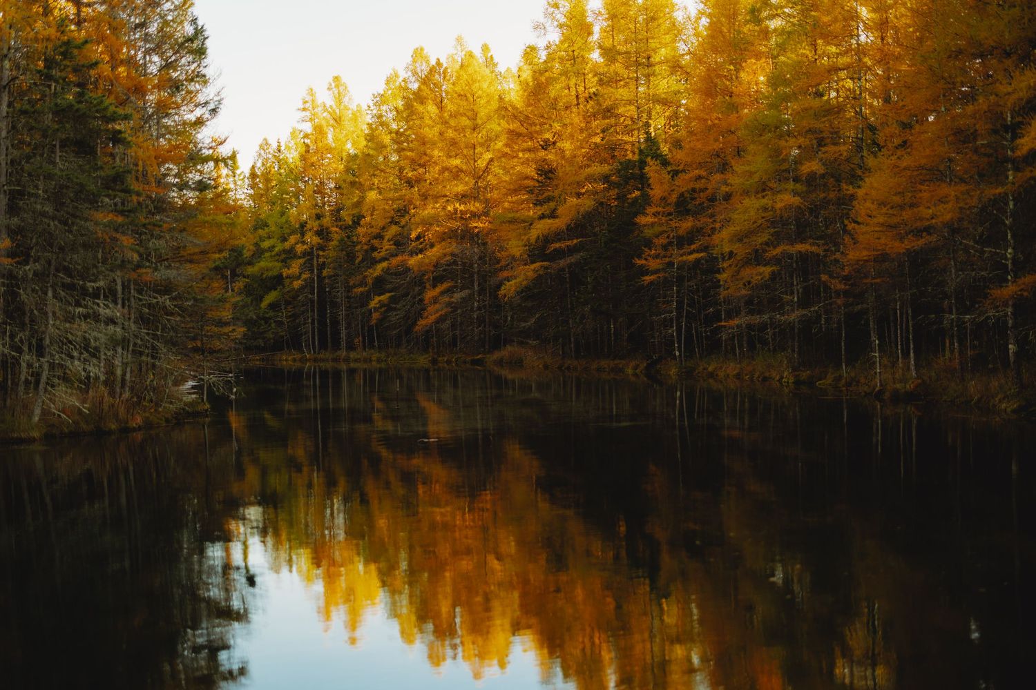 Golden sunset light illuminates autumn trees reflected in still lake waters.