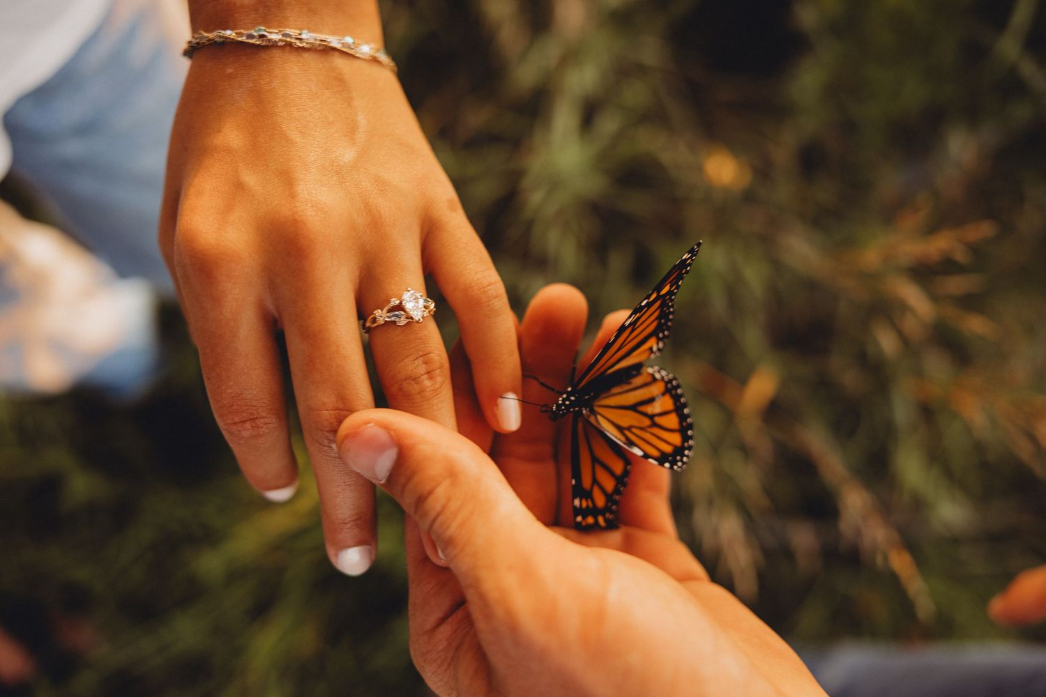 A monarch butterfly perches on two hands touching, one wearing a diamond ring, with green foliage in the background.