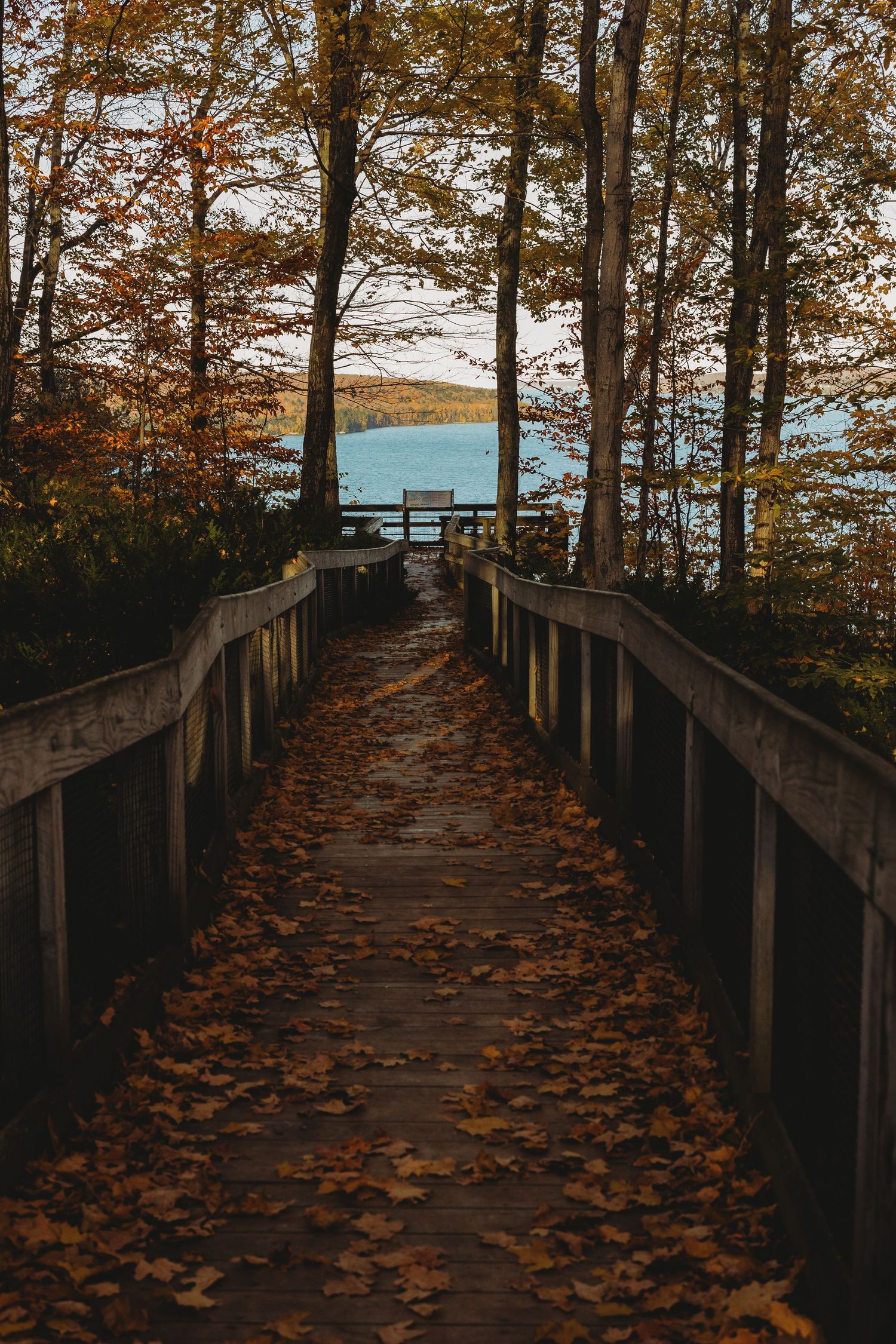 Elevated wooden walkway covered in fallen leaves leads through autumn trees.